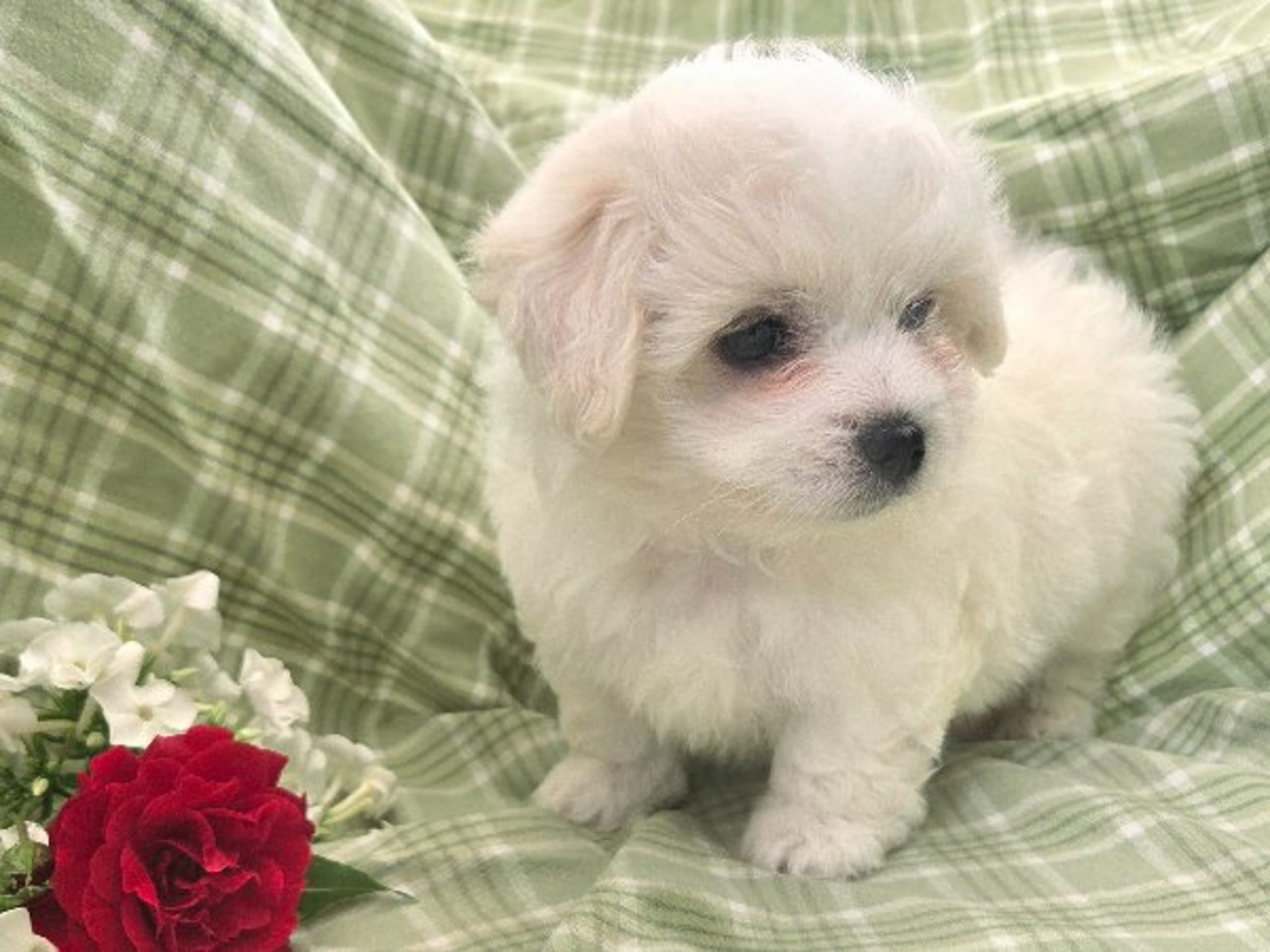 Coton de tulear · Lammhult · Cottelyckans