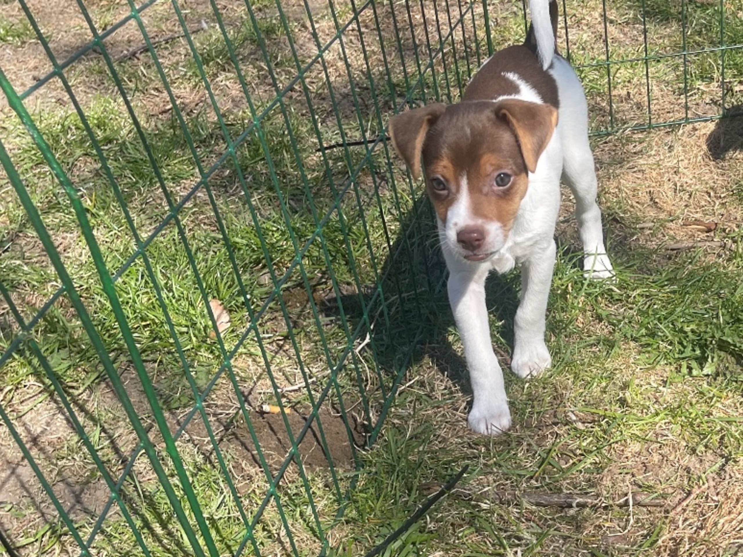 Danish Swedish Farmdog · Revinge · Freja Levin