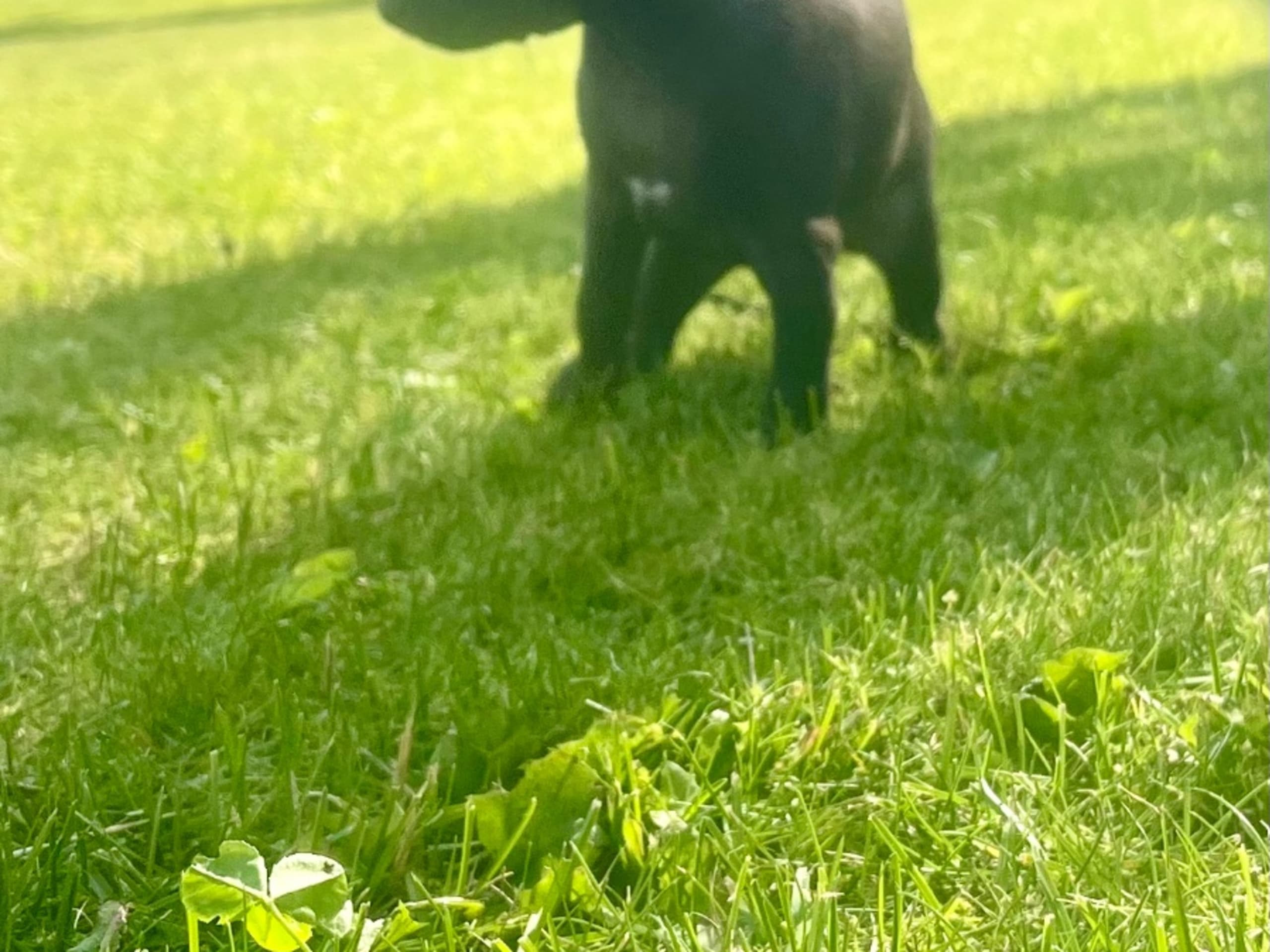 Italian Greyhound · Björklinge · Nuvoloso
