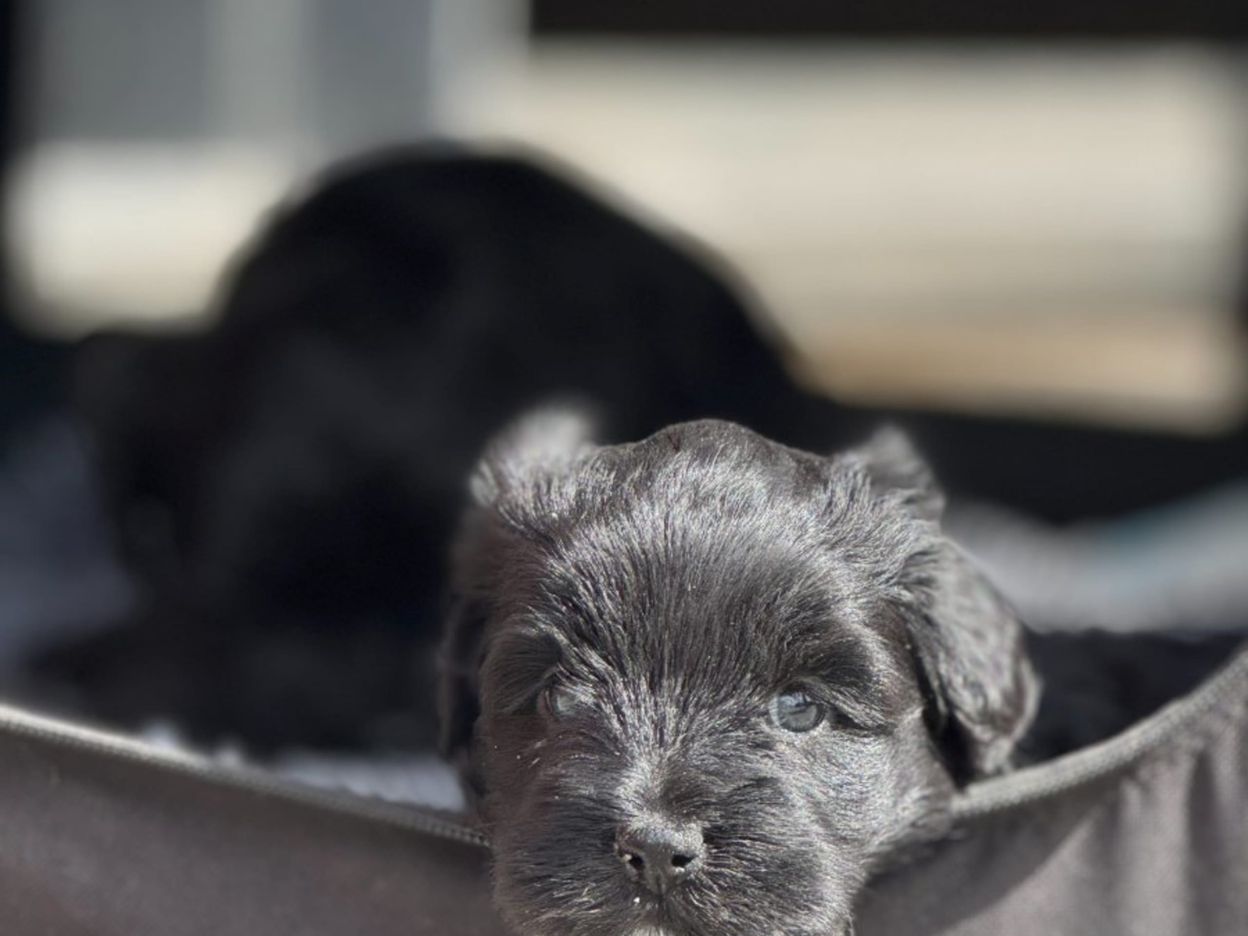 Tibetan Terrier · Skokloster · Solstickans