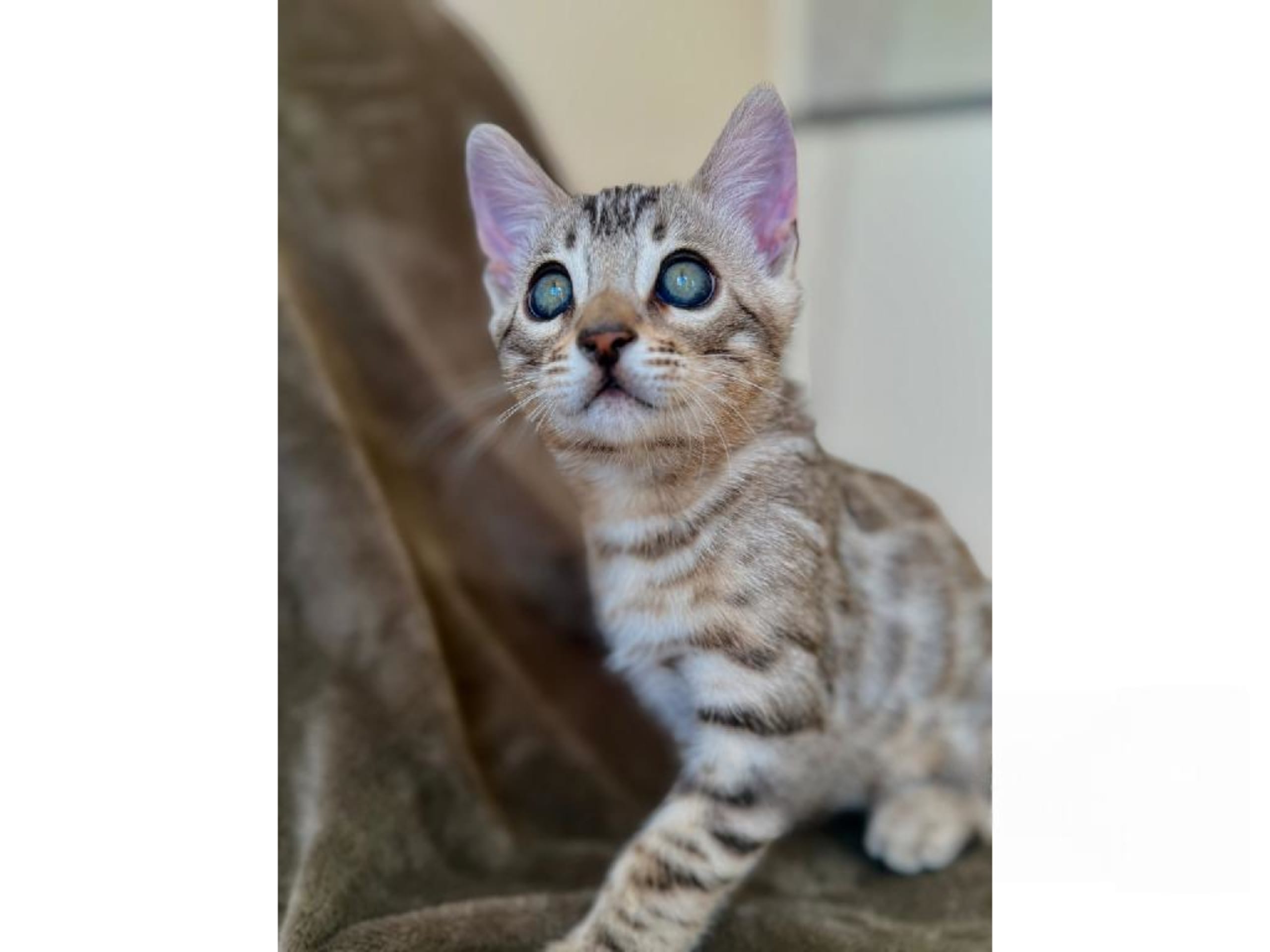 Bengal