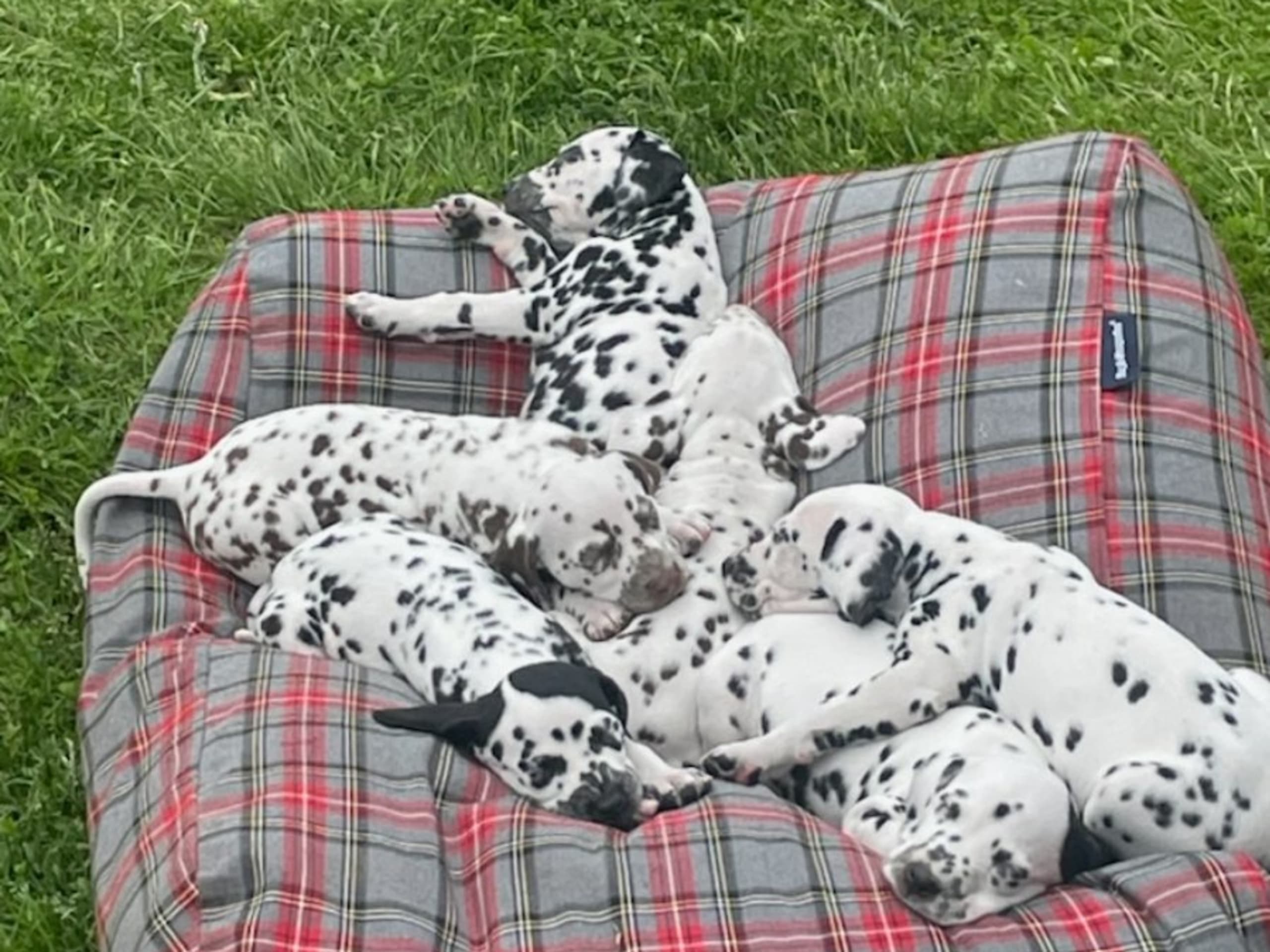Dalmatian · Mora · Miss De Vil's
