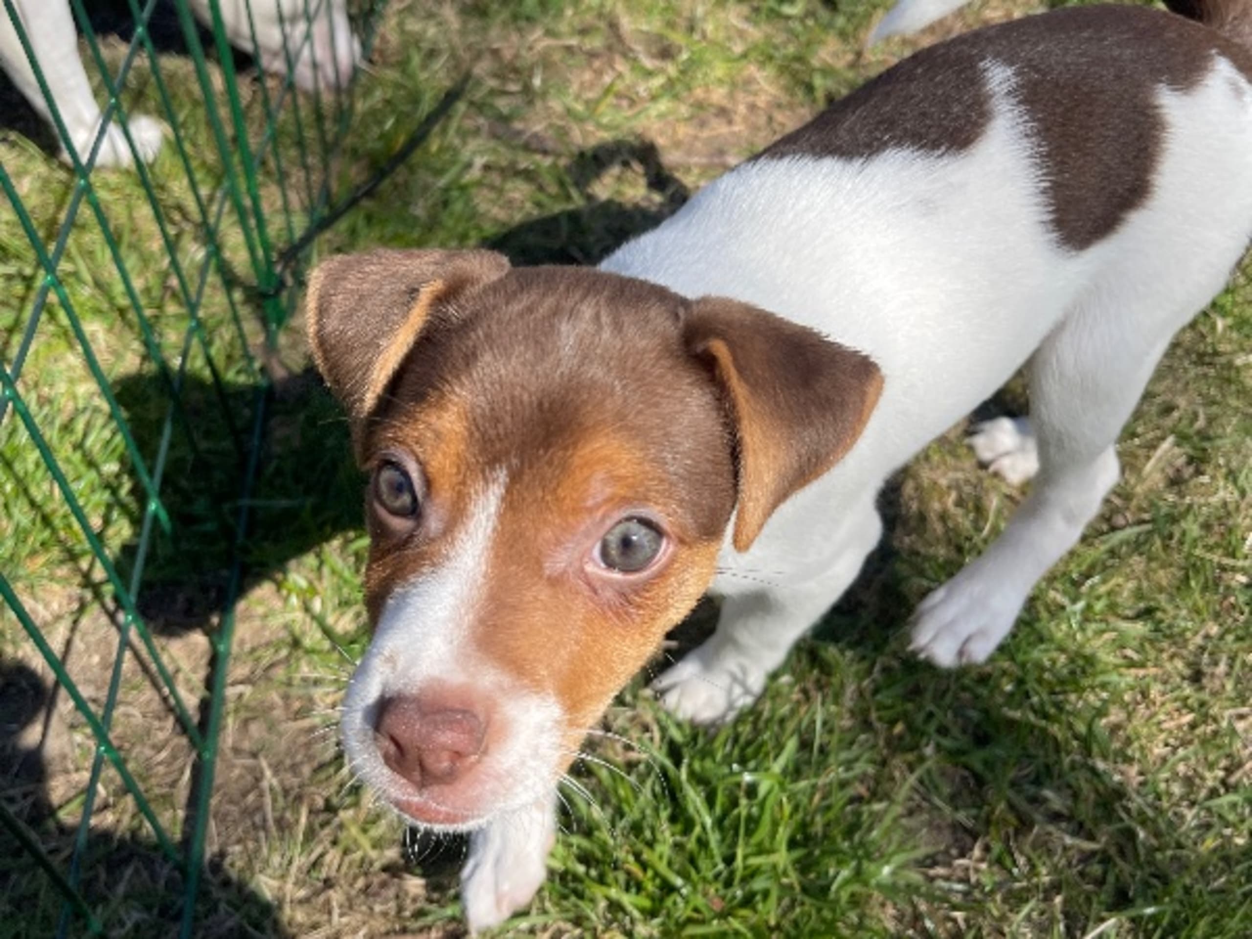 Danish Swedish Farmdog · Revinge · Freja Levin