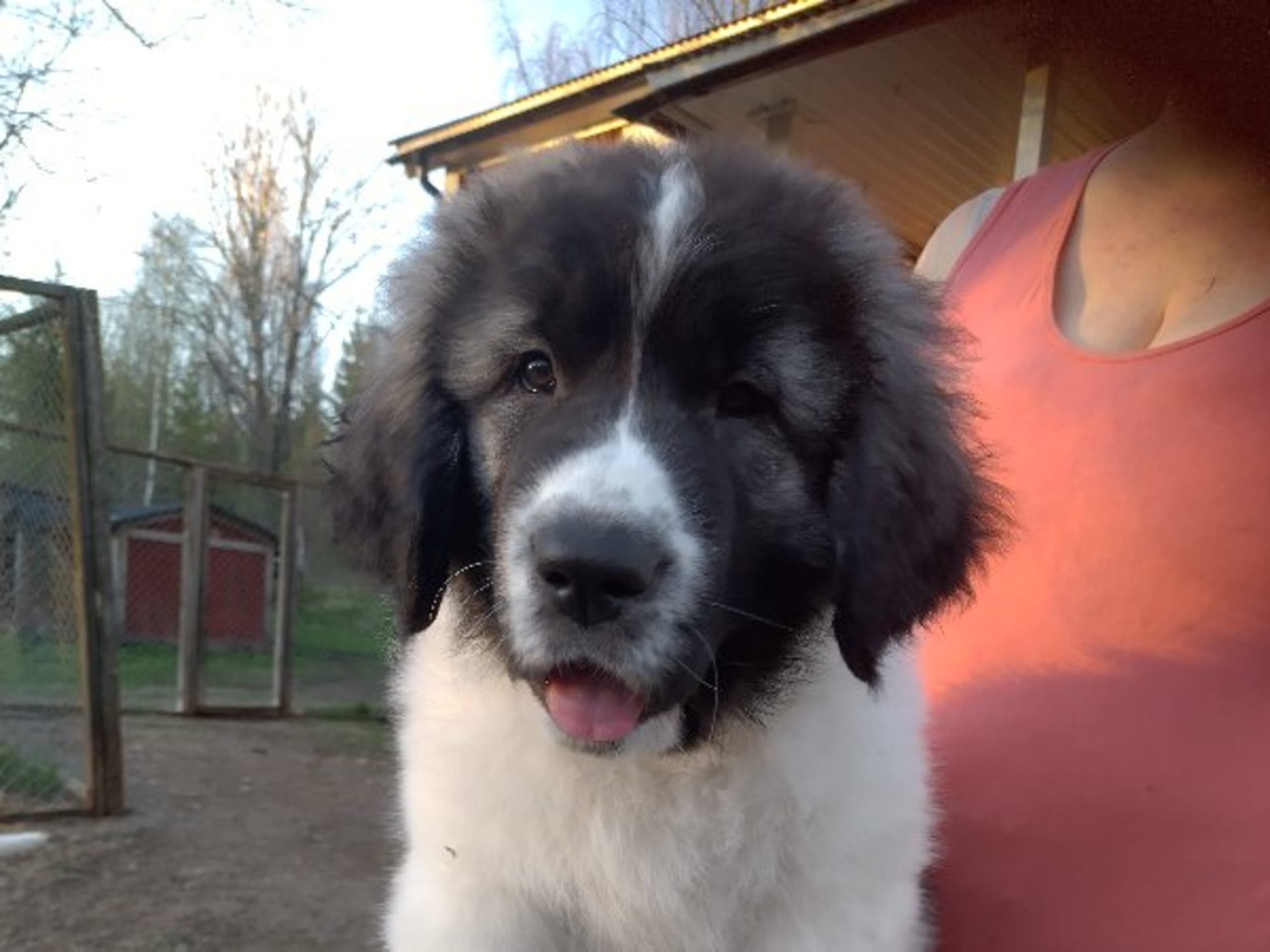 Pyrenean Mastiff · Grängesberg · Dulanilo's
