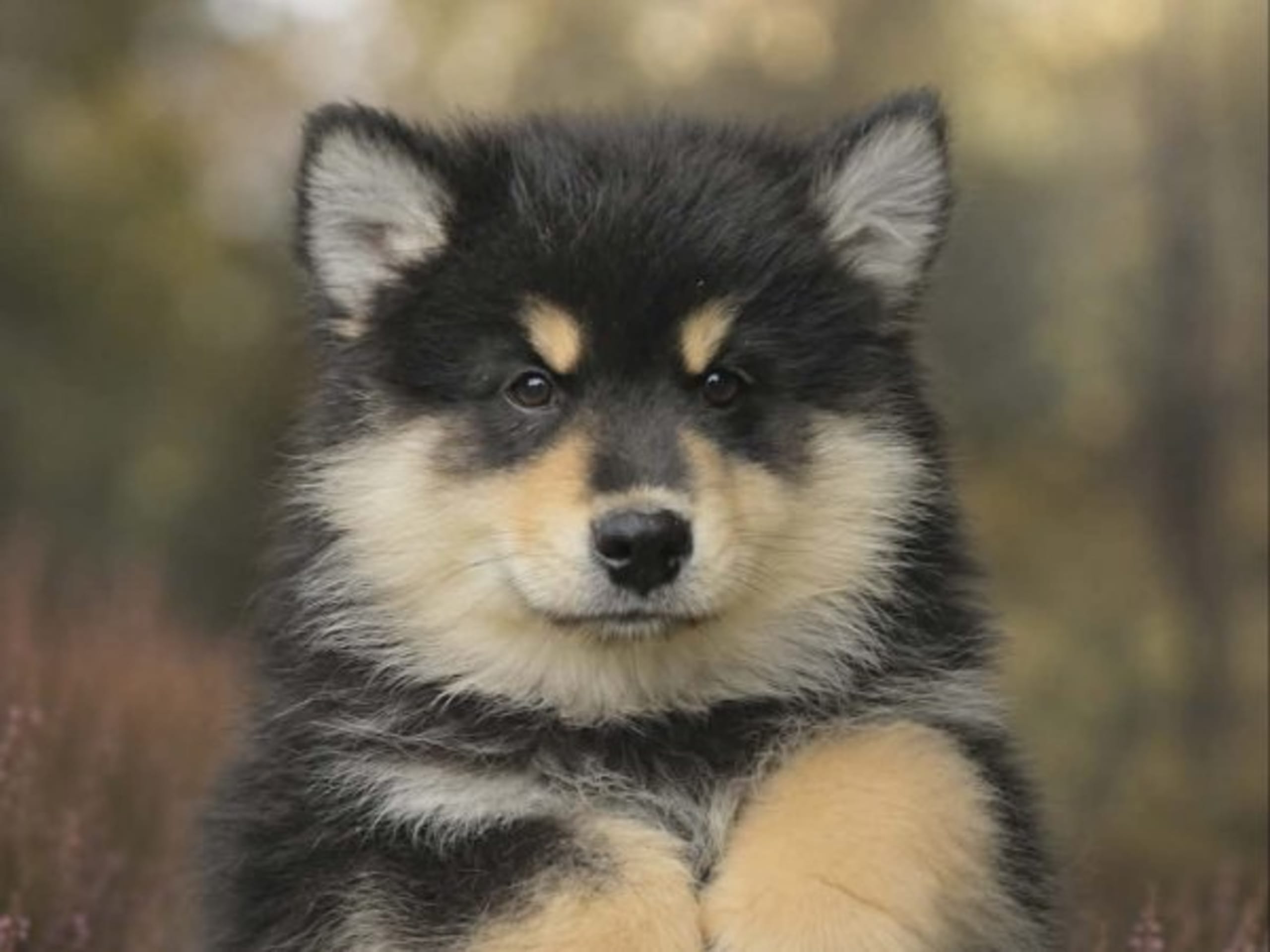 Finnish Lapphund · Kolsva · Brickebos