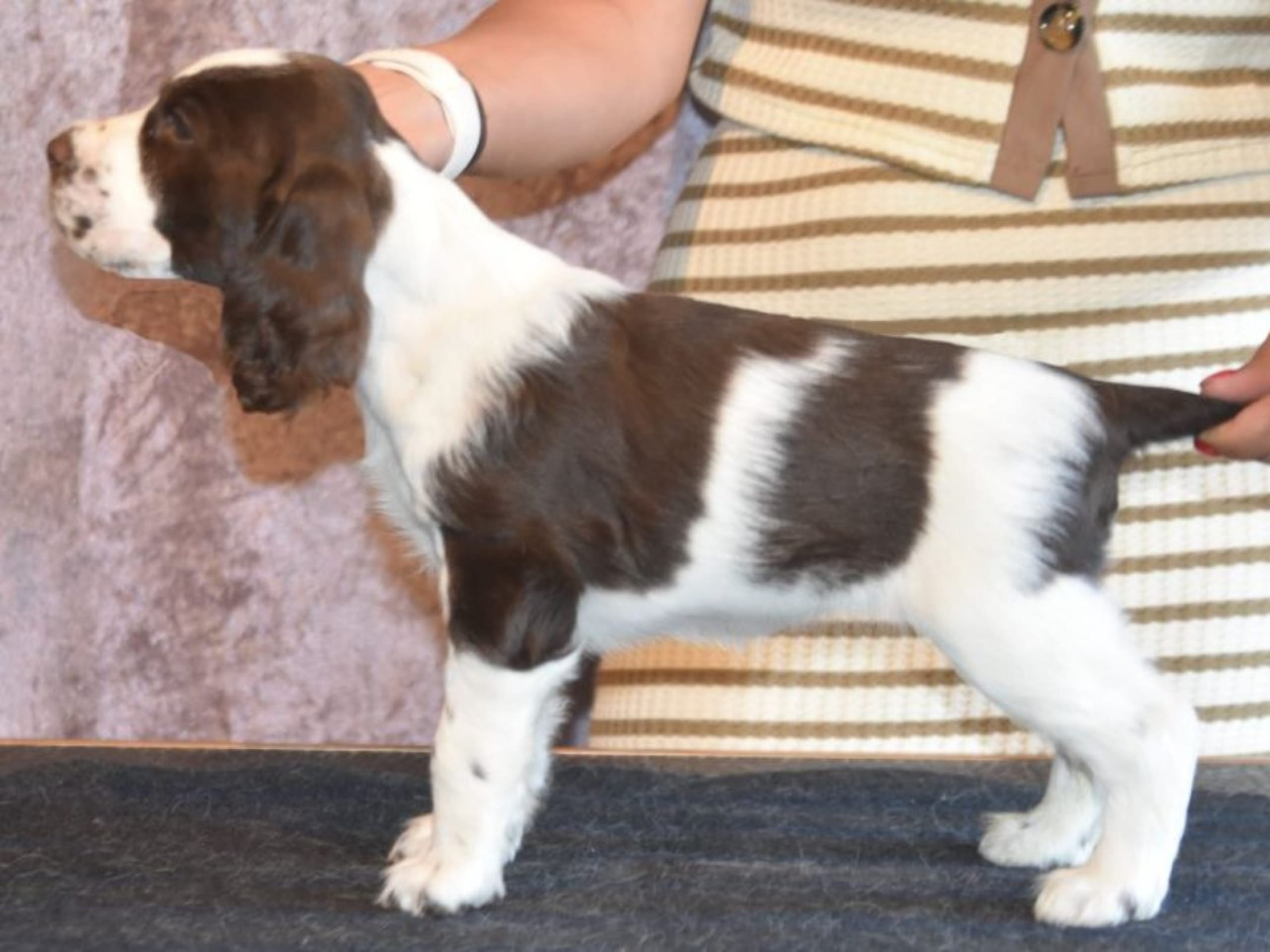 Engelsk springer spaniel · Spånga · Big Brazzel