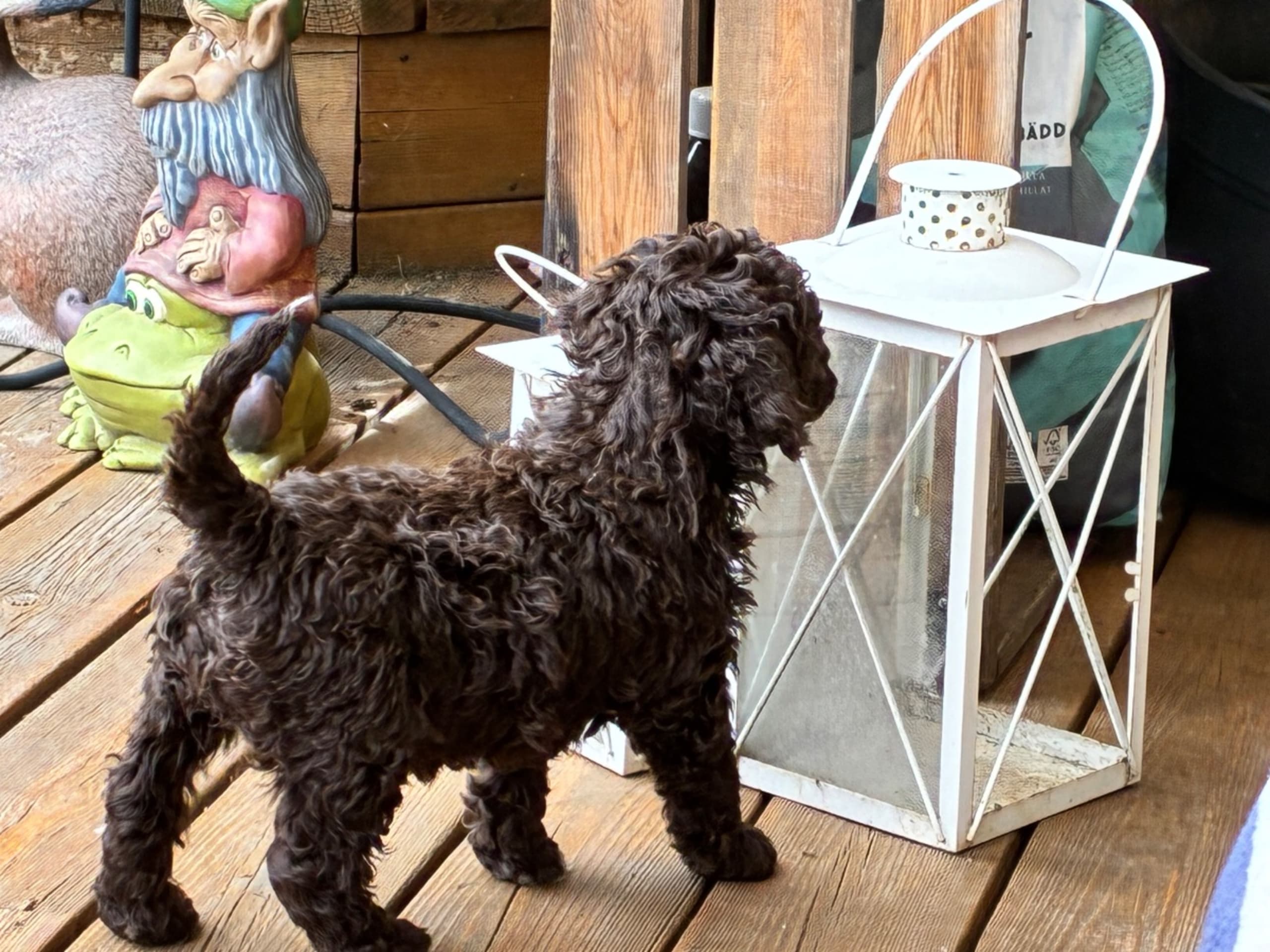 Lagotto romagnolo · åkersberga · Kimovikens