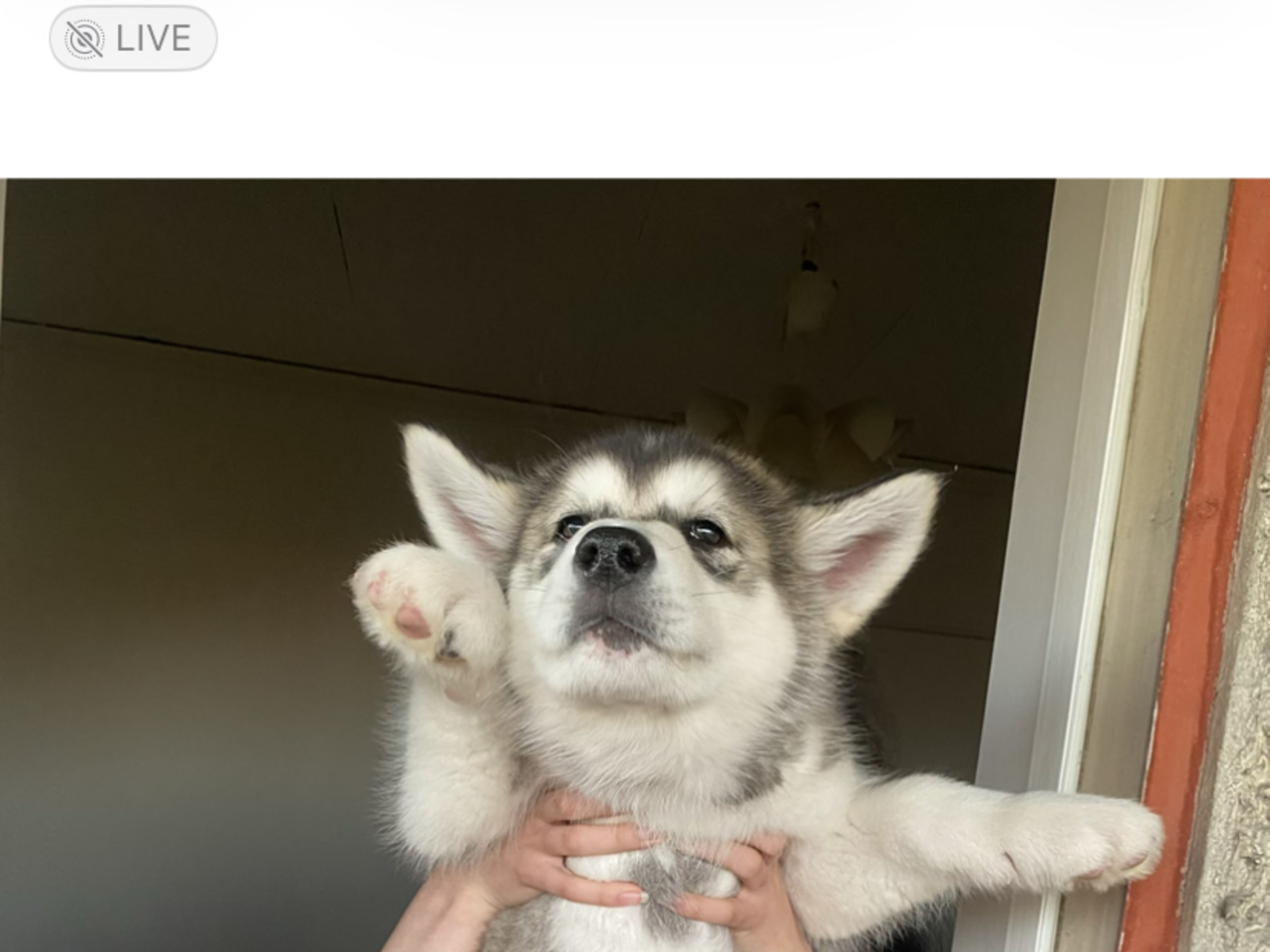 Alaskan malamute · Ankarsvik · Nabaa H.