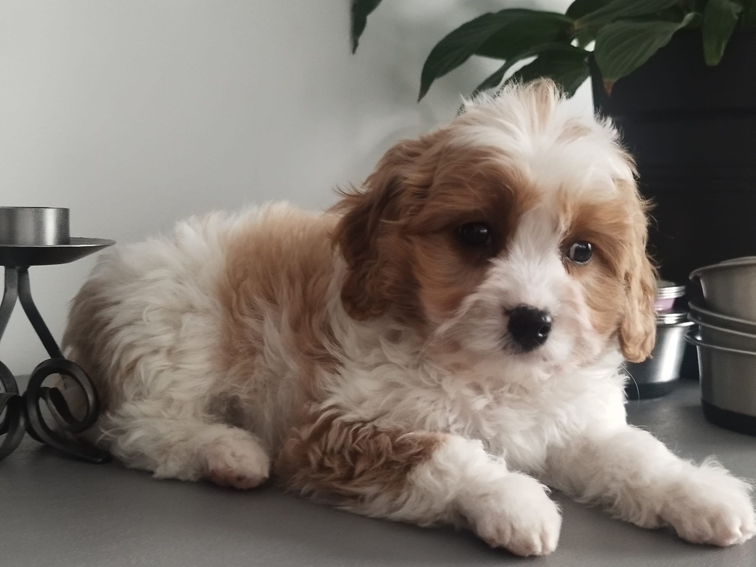 Hjortkvarns Cavapoo