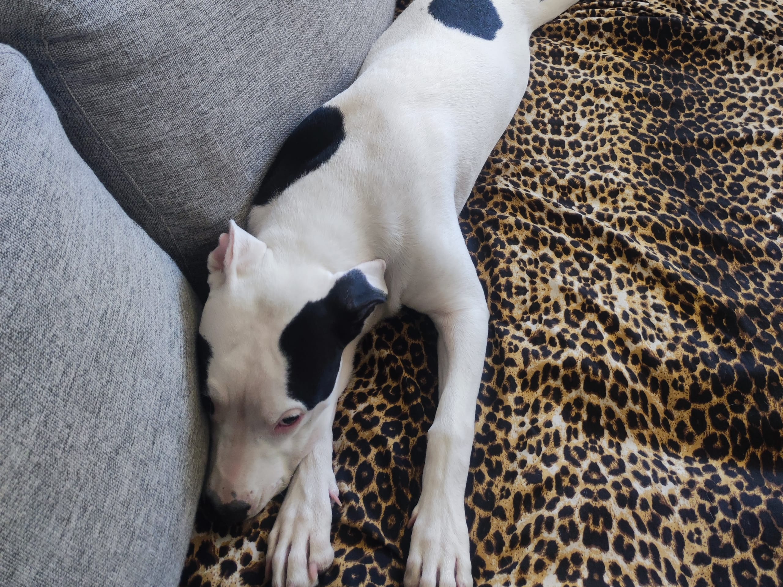 American bully · Karlshamn · Simone J.