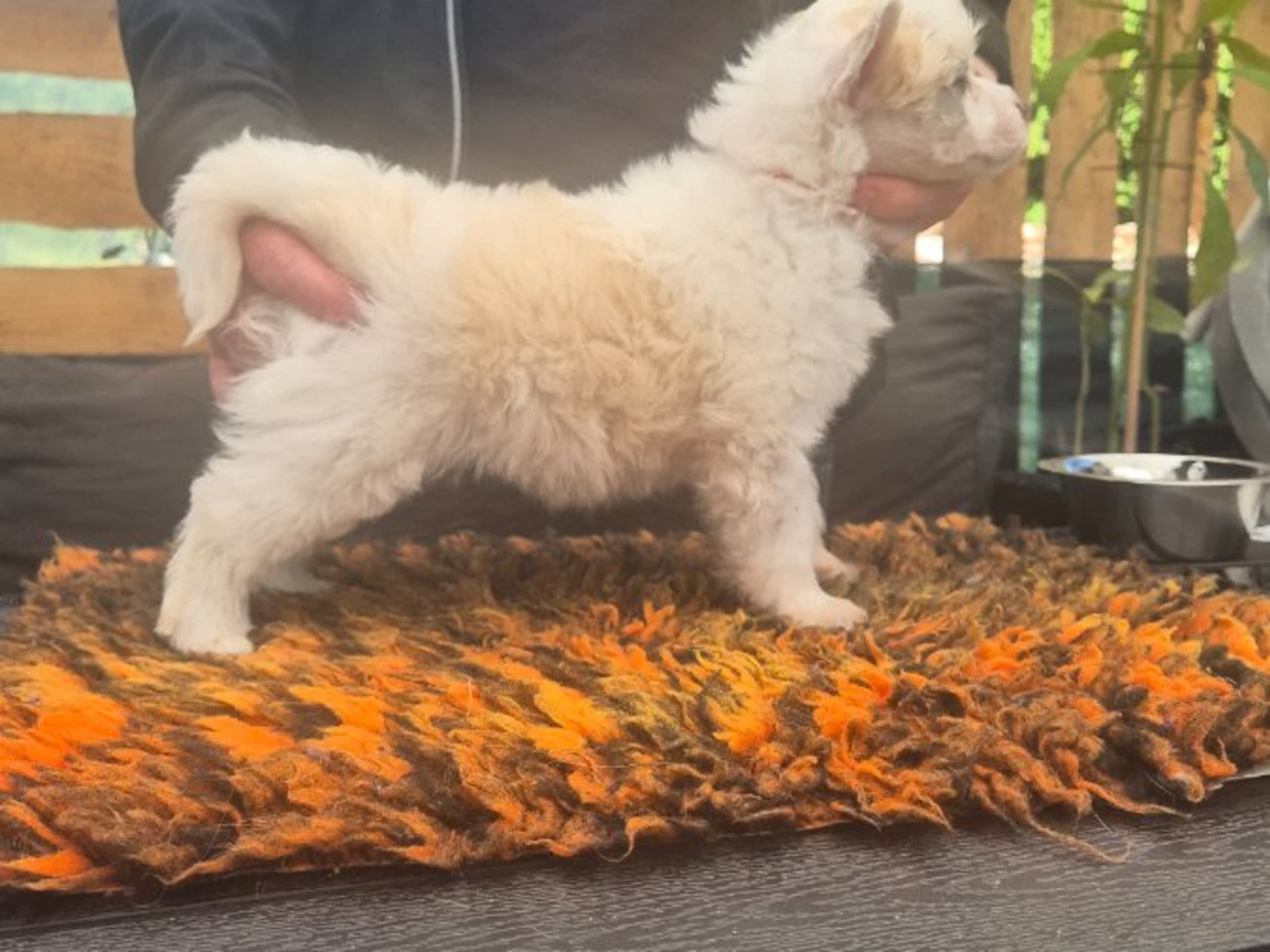 Chinese crested · Lesjöfors · av Da Mia Cuccia