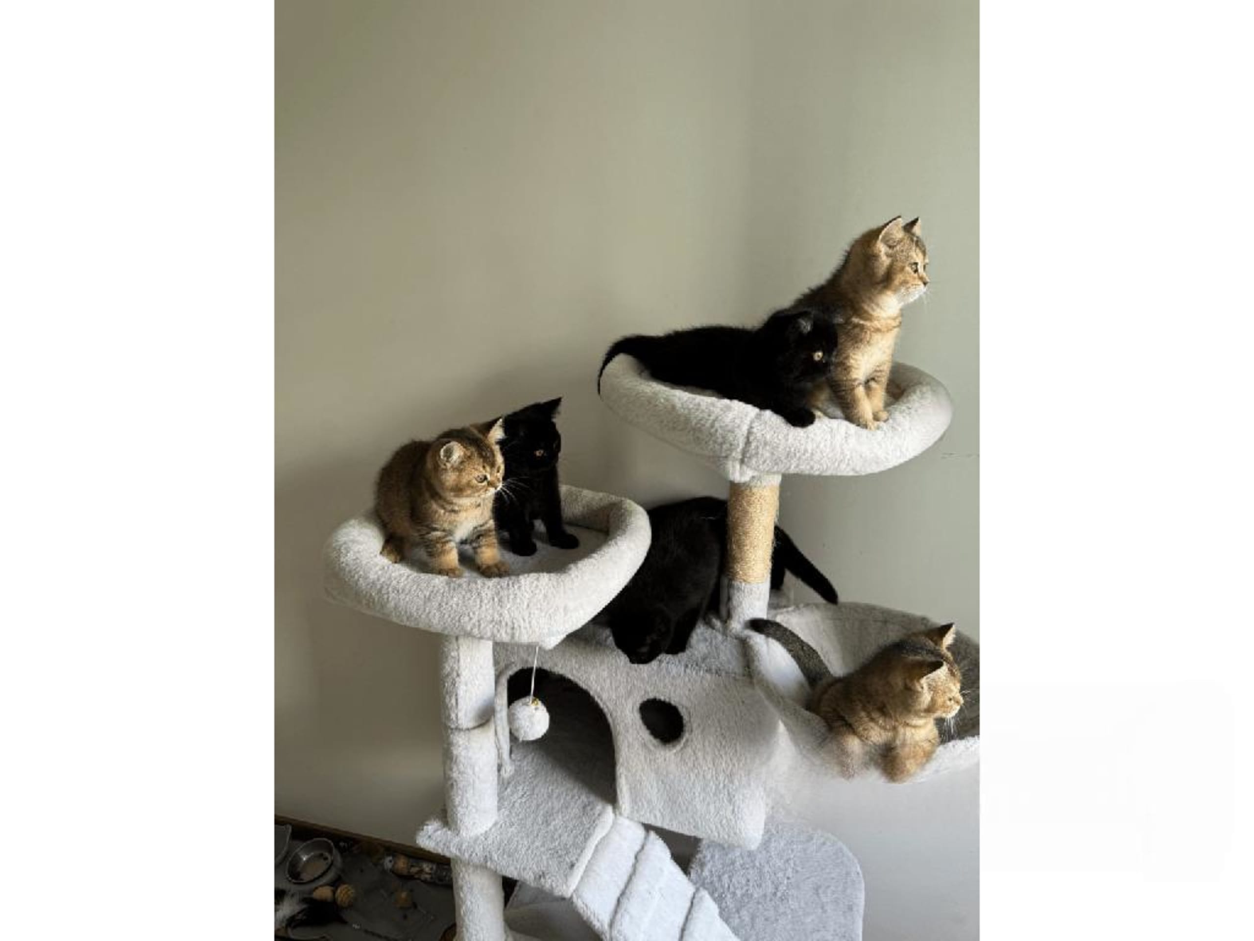 British Shorthair · Skövde · SE*Britessa