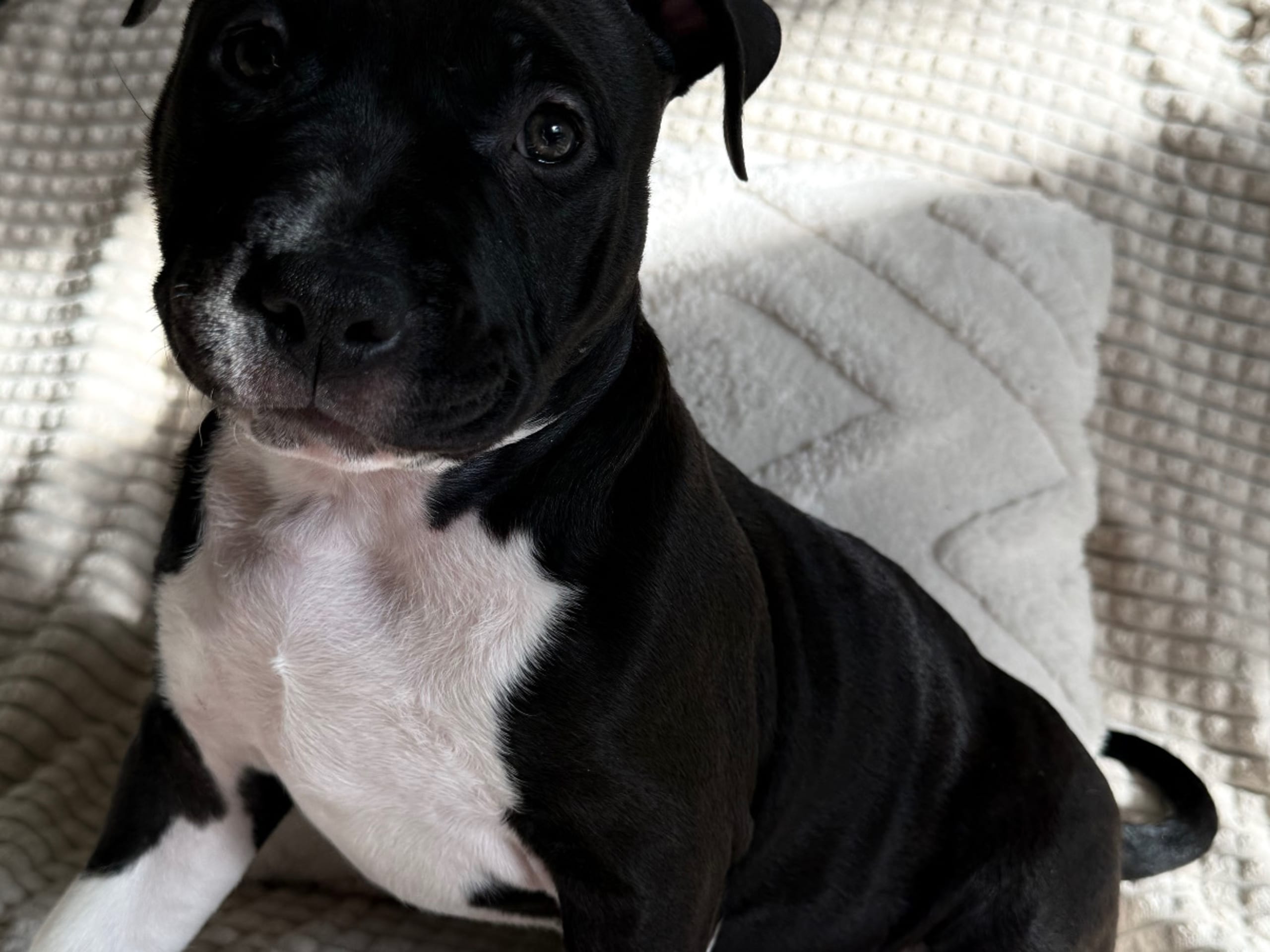 American bully