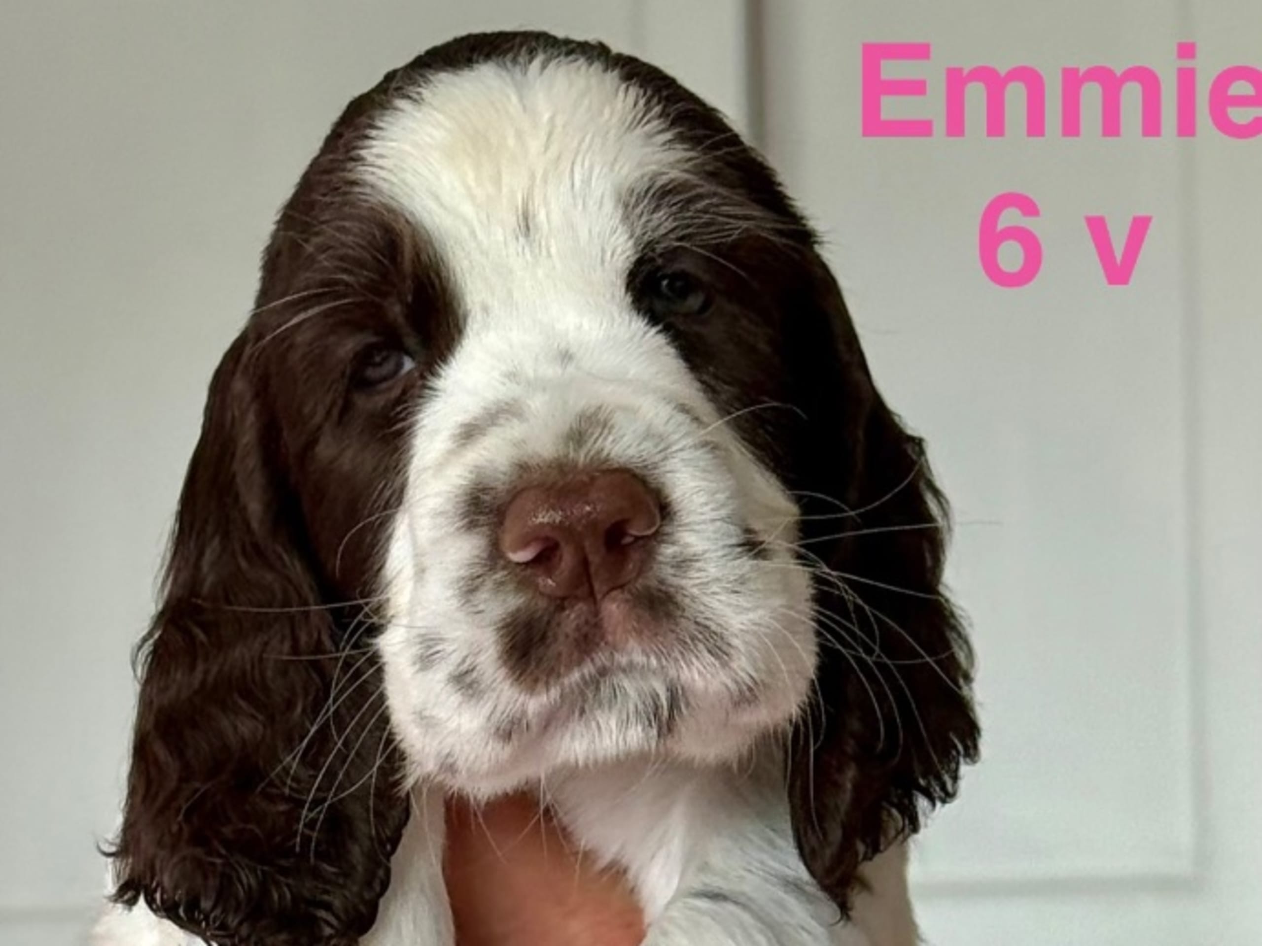 English Springer Spaniel · Njurunda · Yazzpeak's