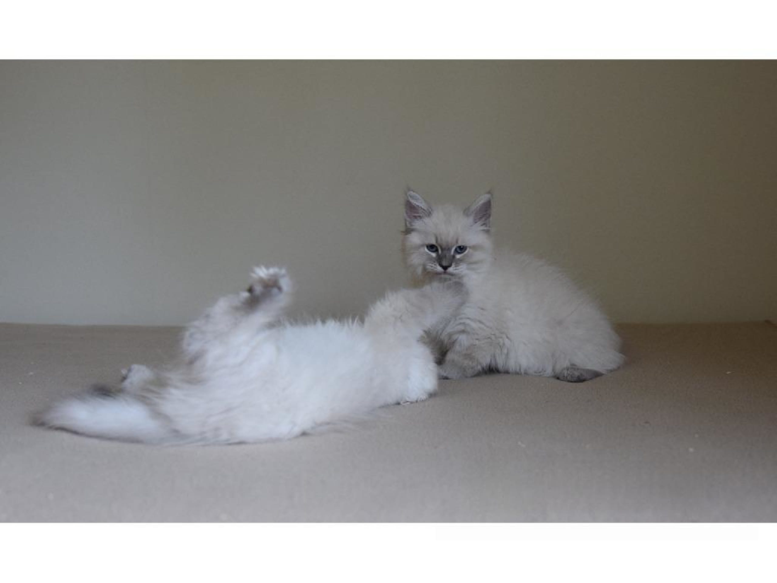 Sibirisk kat · Flen · SE*Jungle Breeze