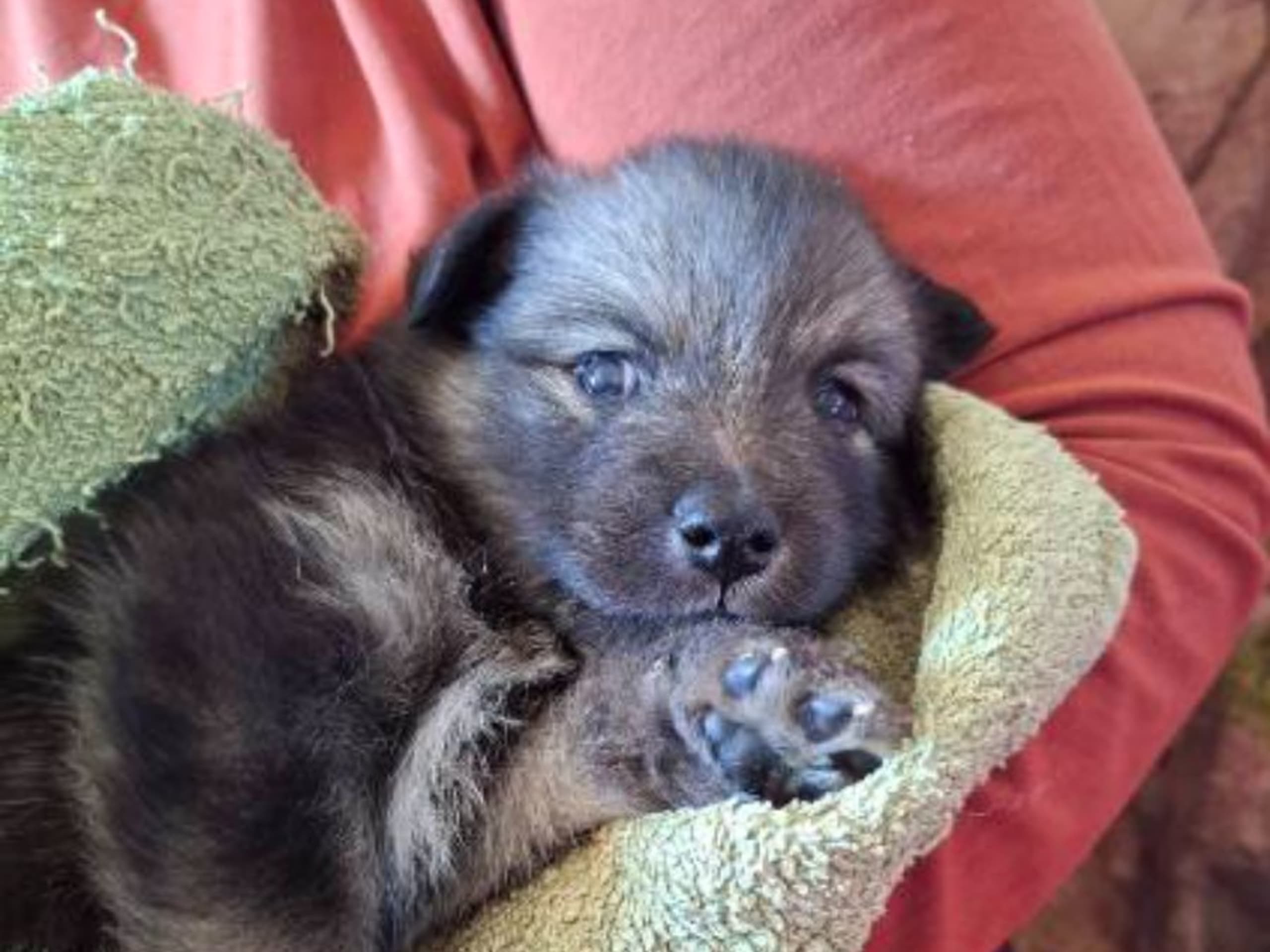 Finnish Lapphund · Vallentuna · Bibbi Ranevad