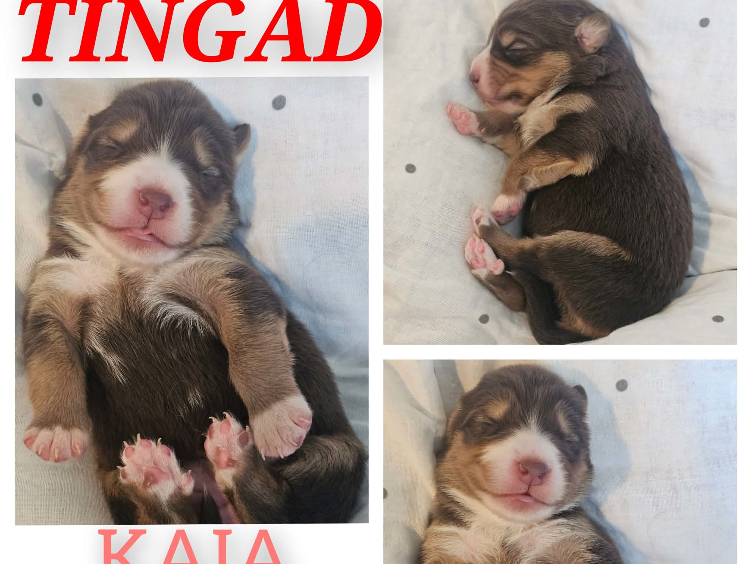 EEVD/ Australian Shepherd · Västra Frölunda · Isabells S.