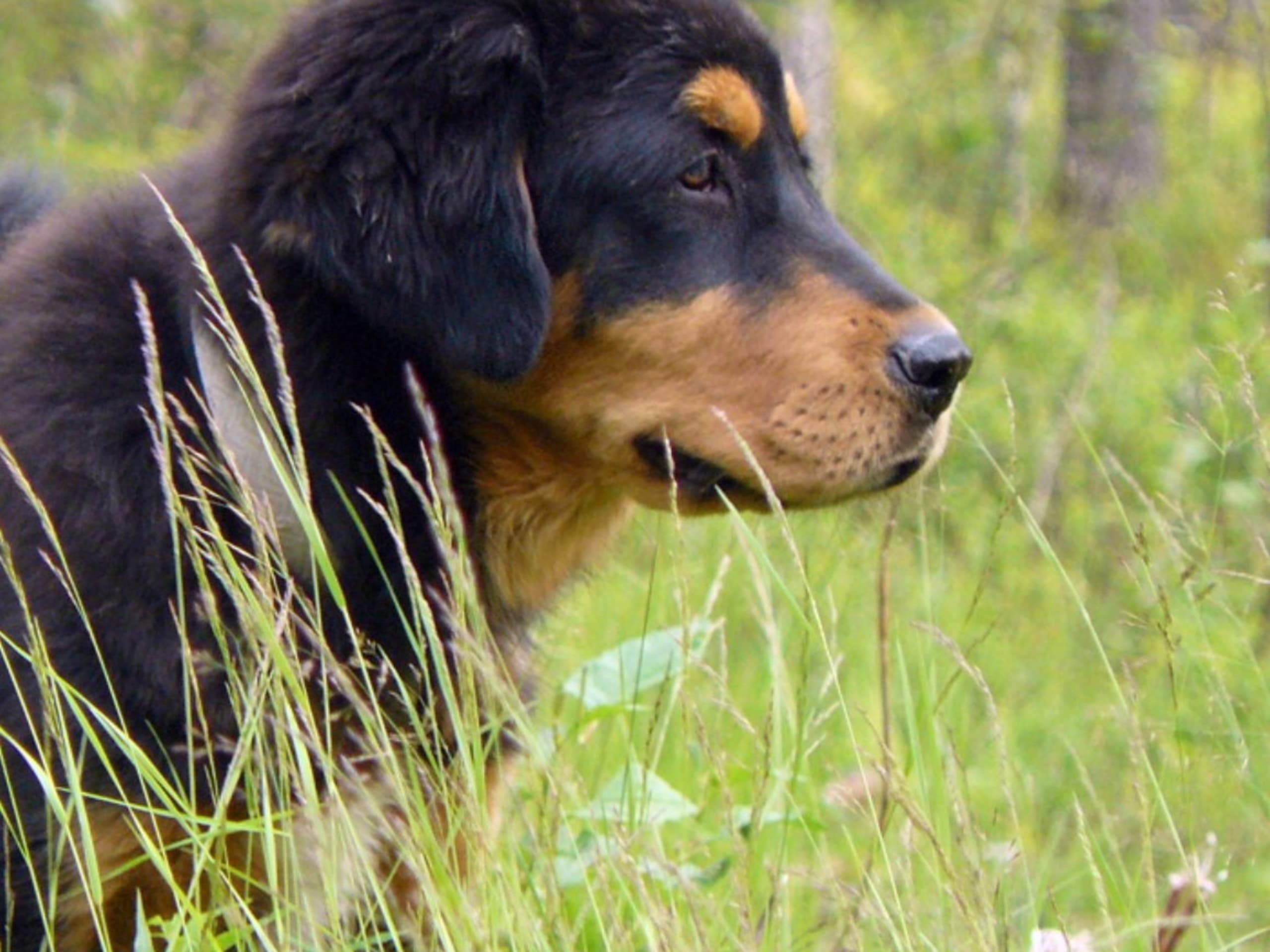 Tibetan Mastiff · Piteå · Gangs'ri Khyi