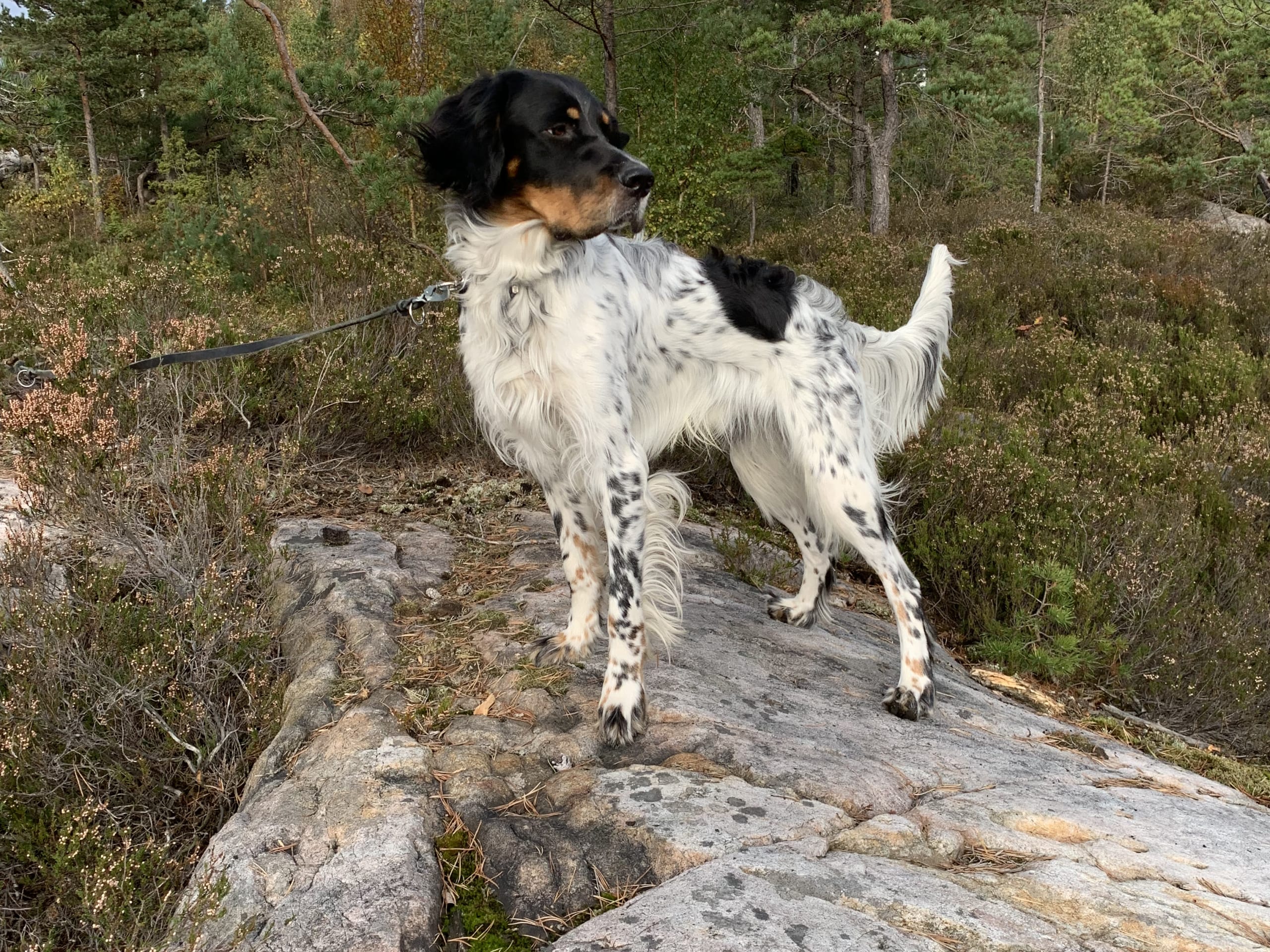 English Setter · Risør · Sverre T.