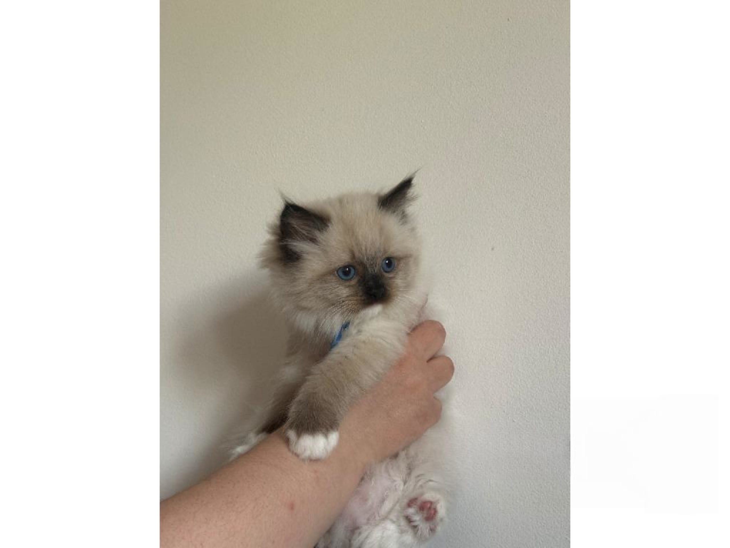 Ragdoll · Hörby · SE*Pillow Cats