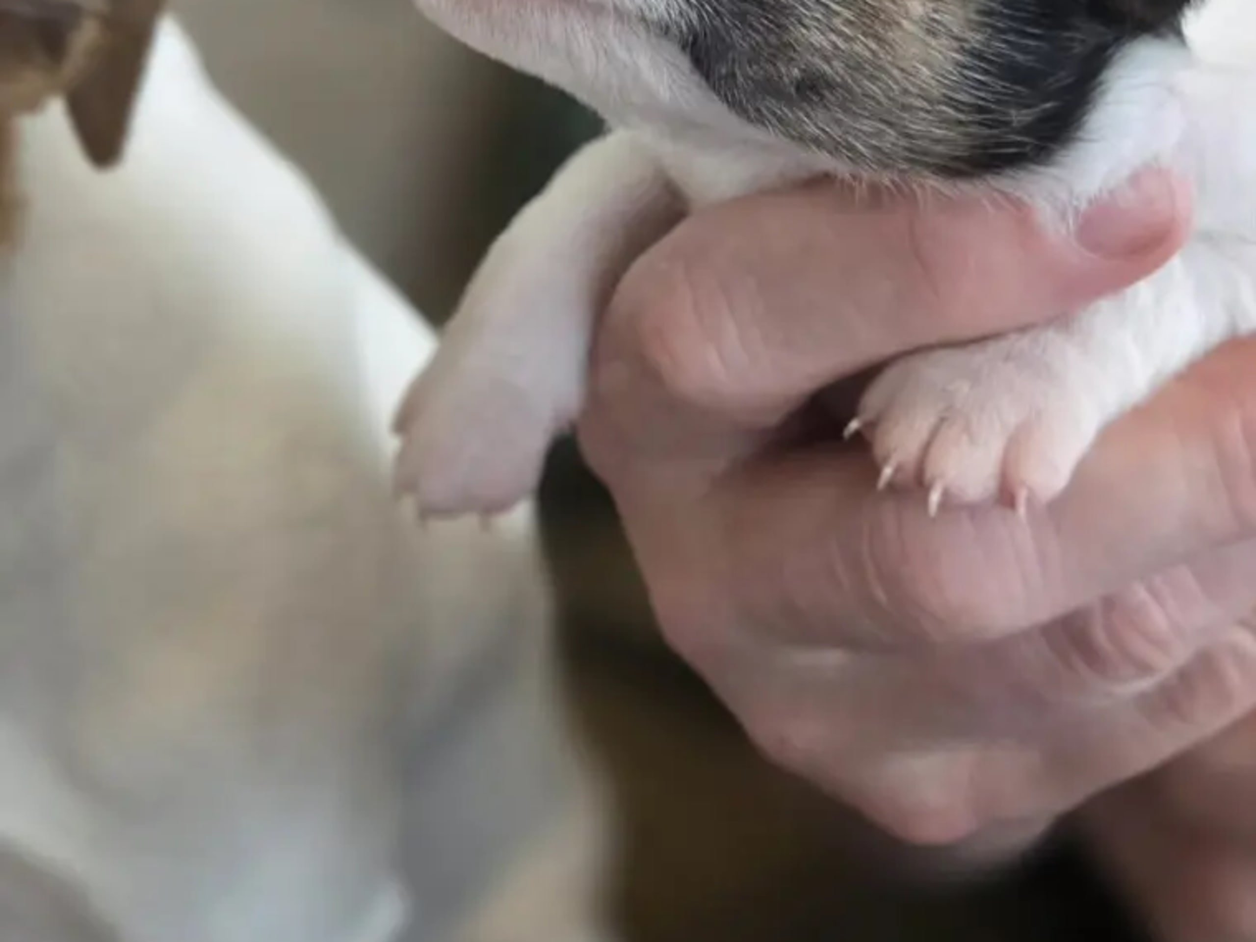 Danish Swedish Farmdog · Rennesøy · Lisa Kristin Johannessen