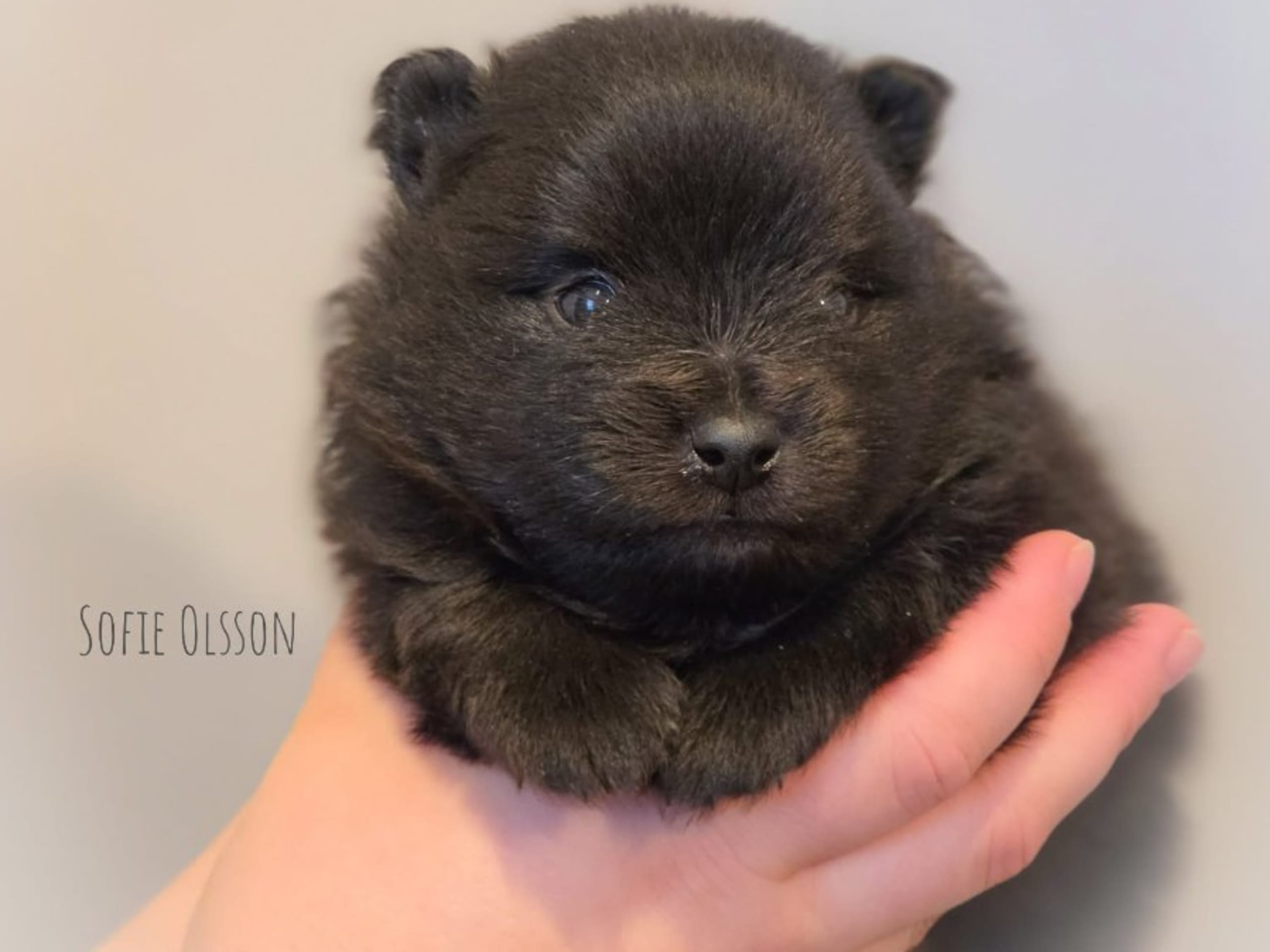 German Spitz – Mittelspitz · Forshaga · Schärott