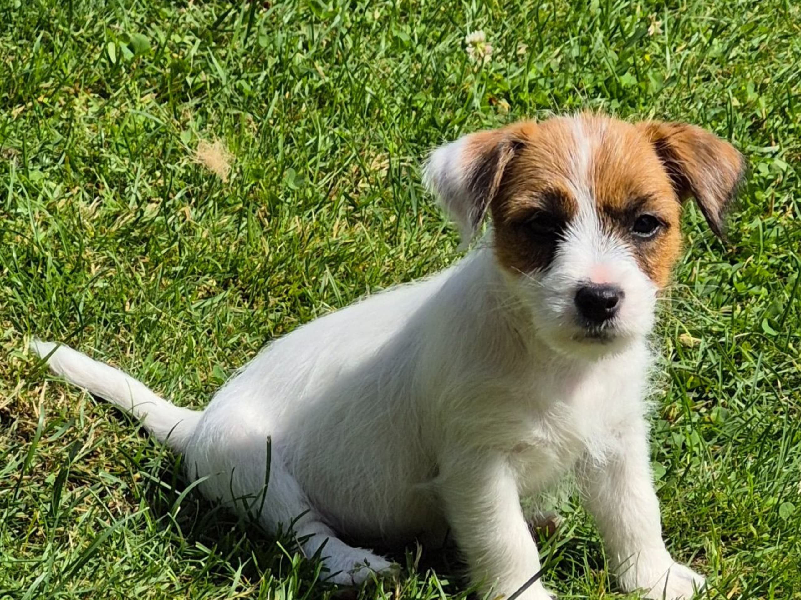 Jack russell terrier · Svenshögen · Sheridog