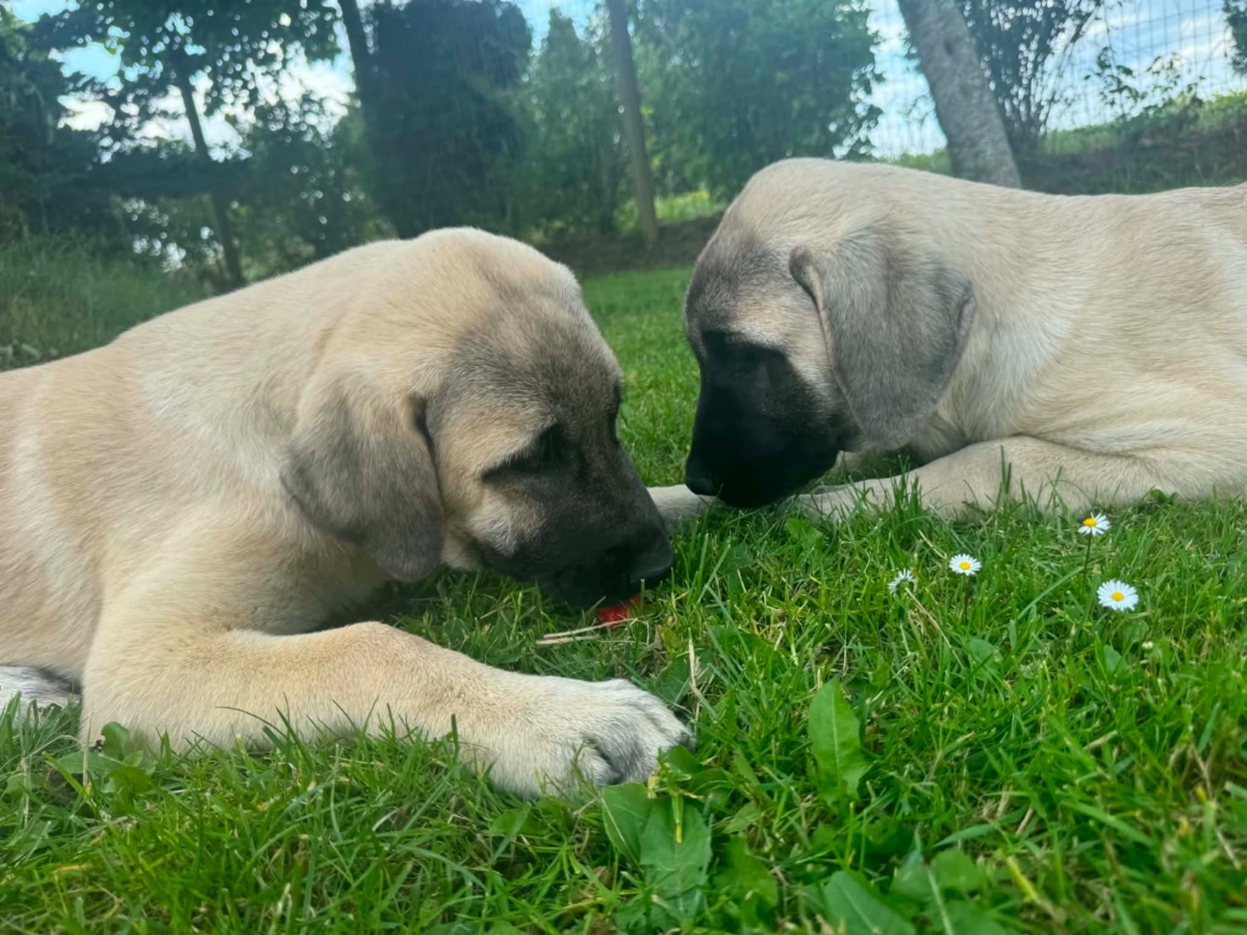Kangal Shepherd Dog · Skurup · Lindbyhill