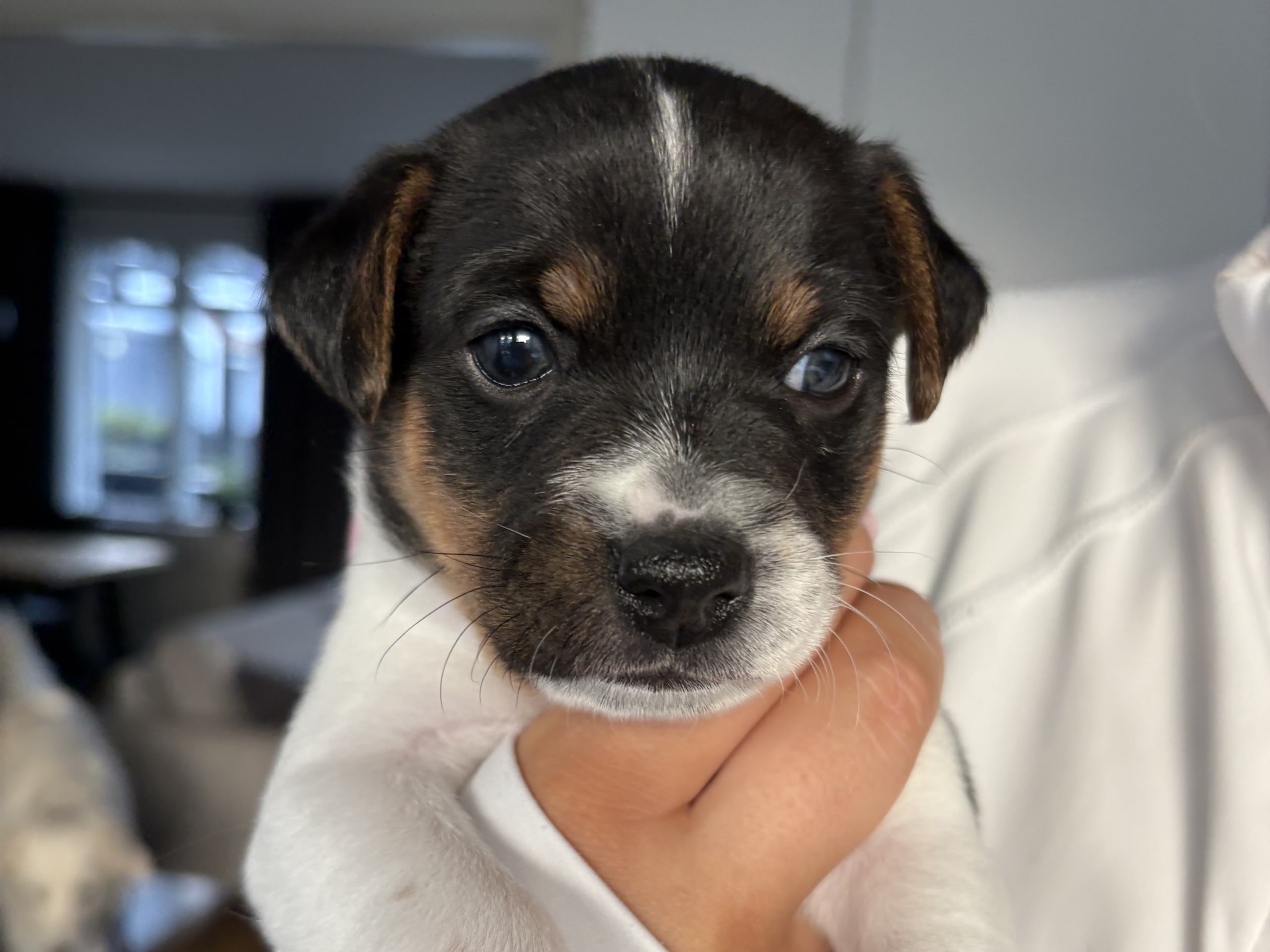 Dansk-svensk gårdhund