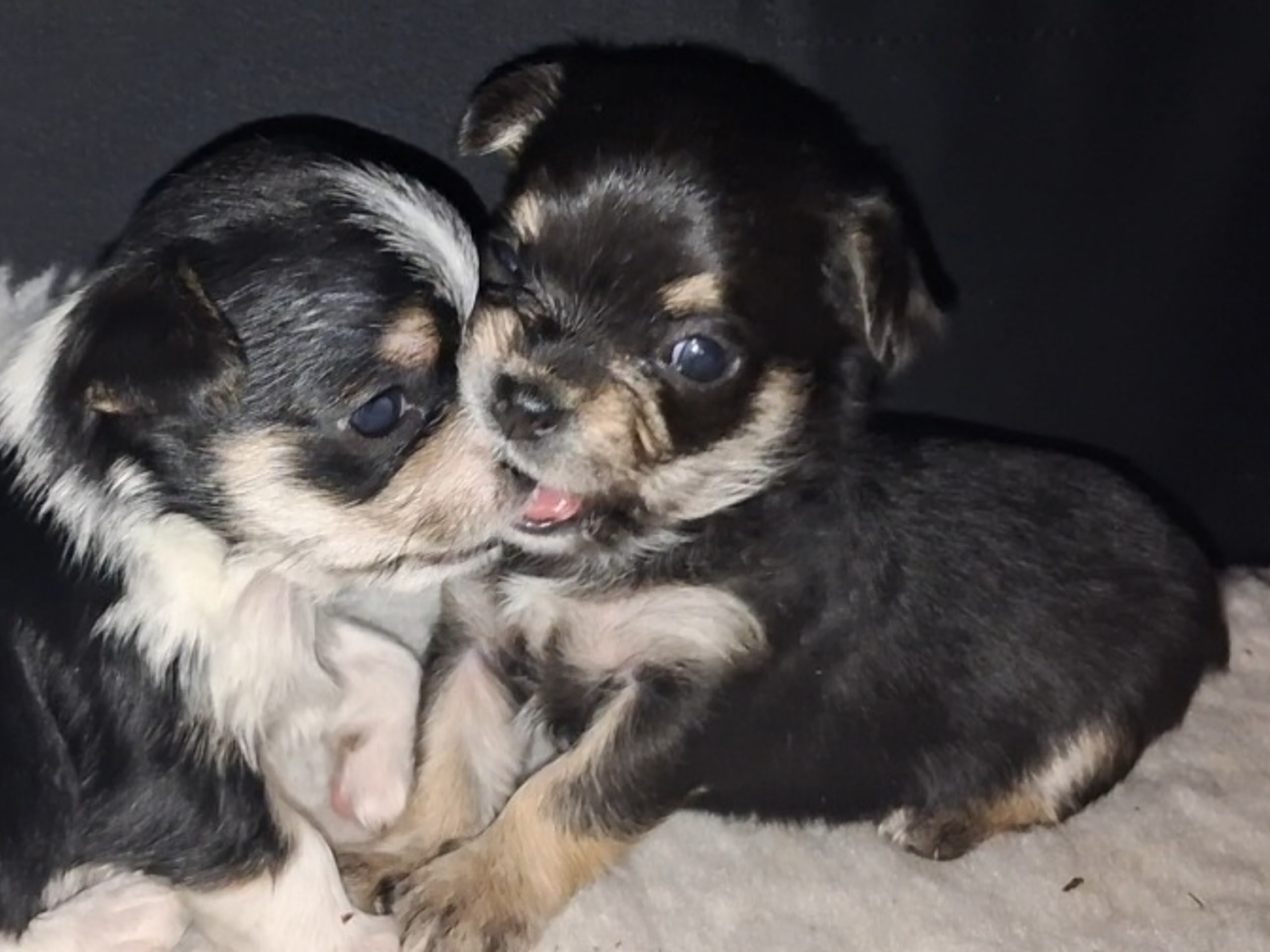 Yorkie malteser shi tzu og chih blanding · Hønefoss · Linda Regine Hauge S.