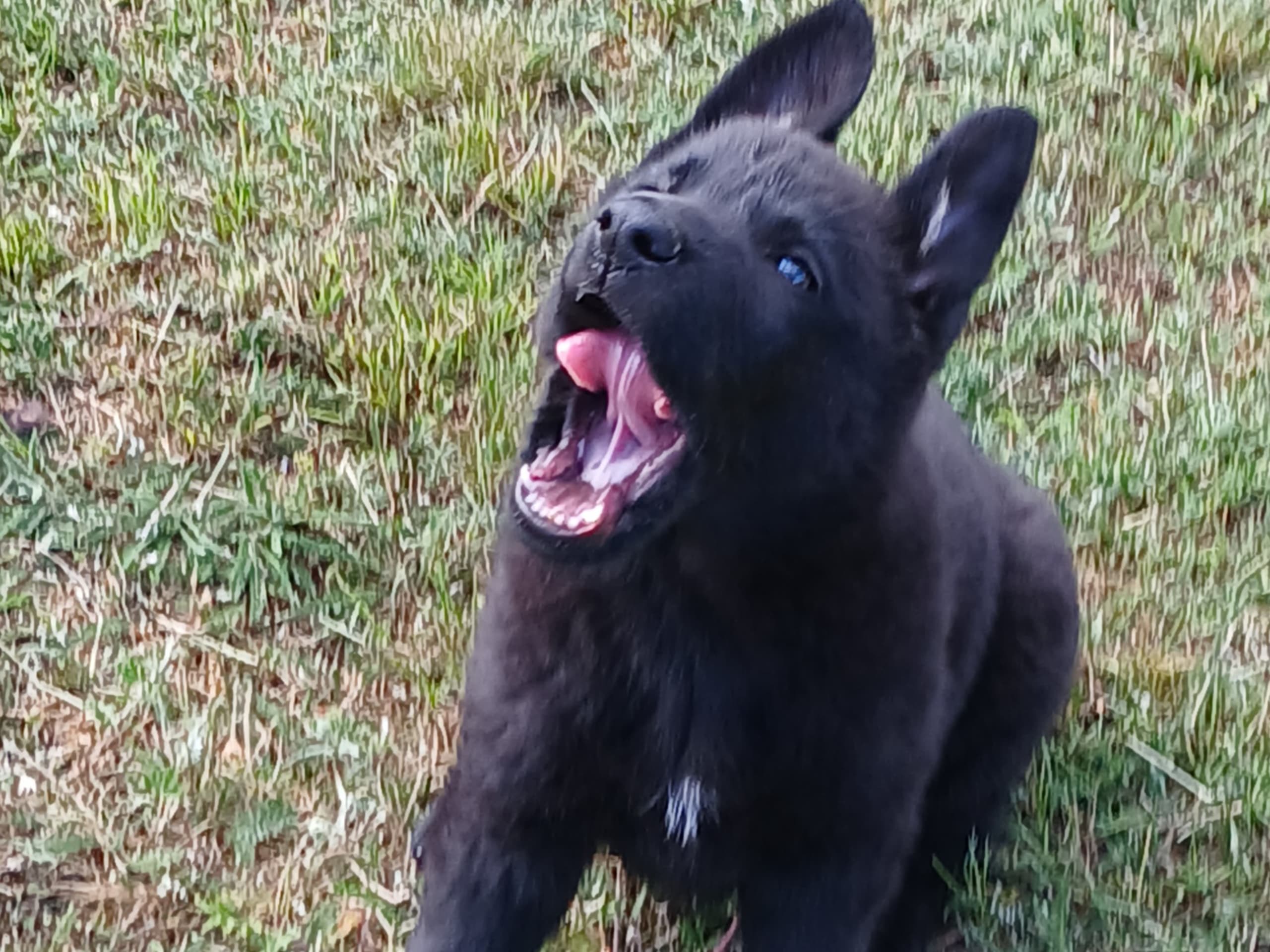Schäferhund · Listerby · Kennel Snibor Anzi