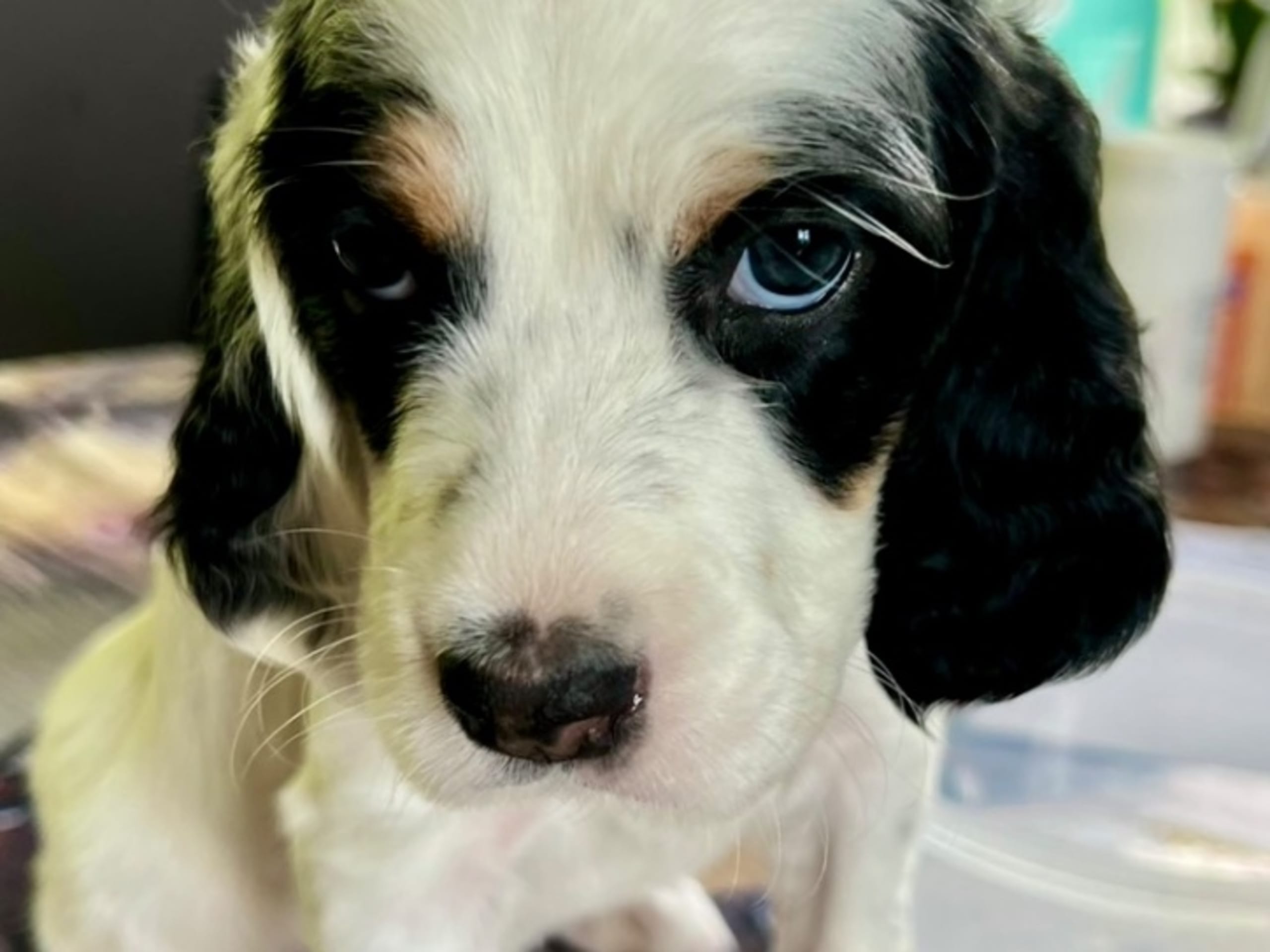 English Setter · Gnesta · Peter Af Uhr