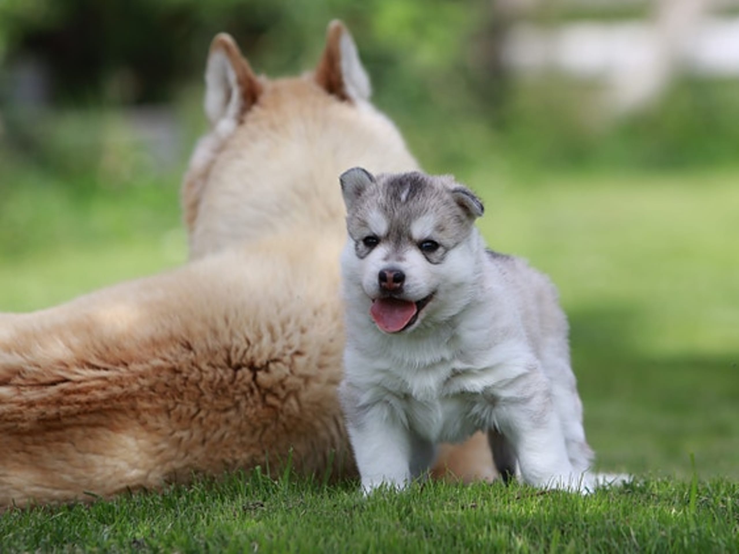 Siberian husky · Sørskogbygda · Joanna Krystyna Ratajczak