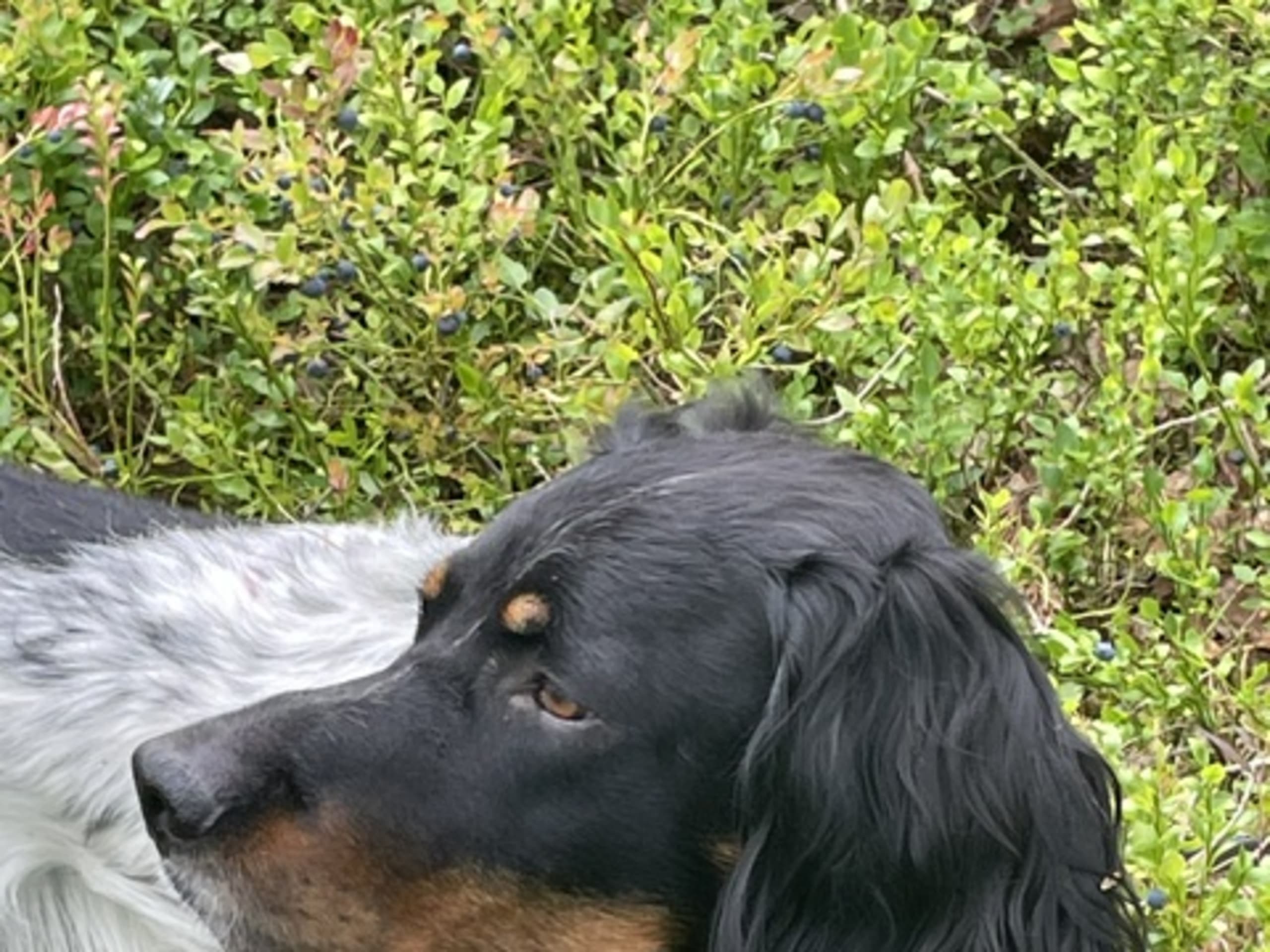 English Setter · Risør · Sverre T.