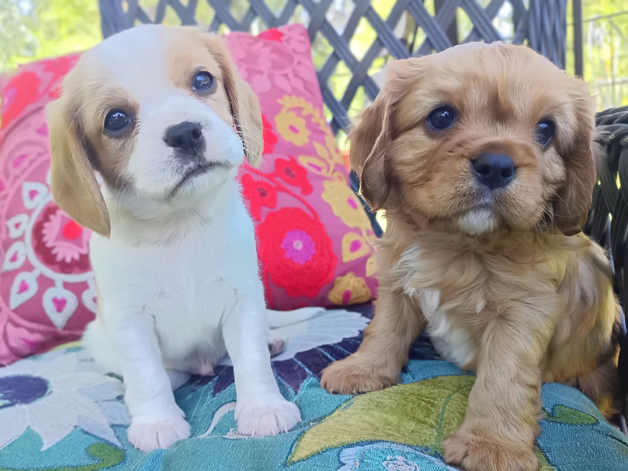 Cavalier King Charles Spaniel · Enhörna · Tjärtorps