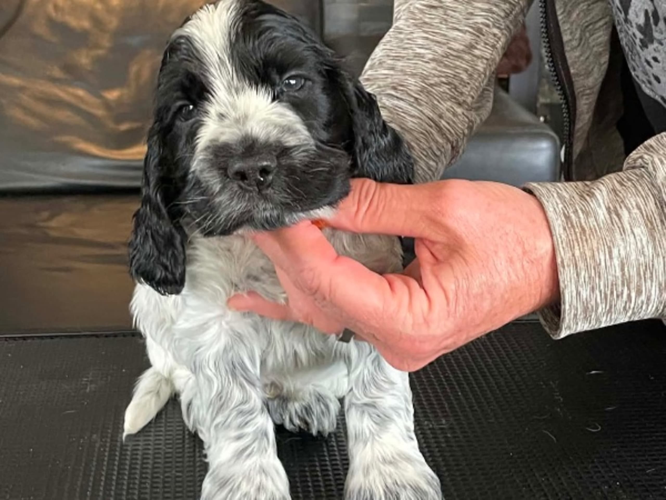 Cocker spaniel