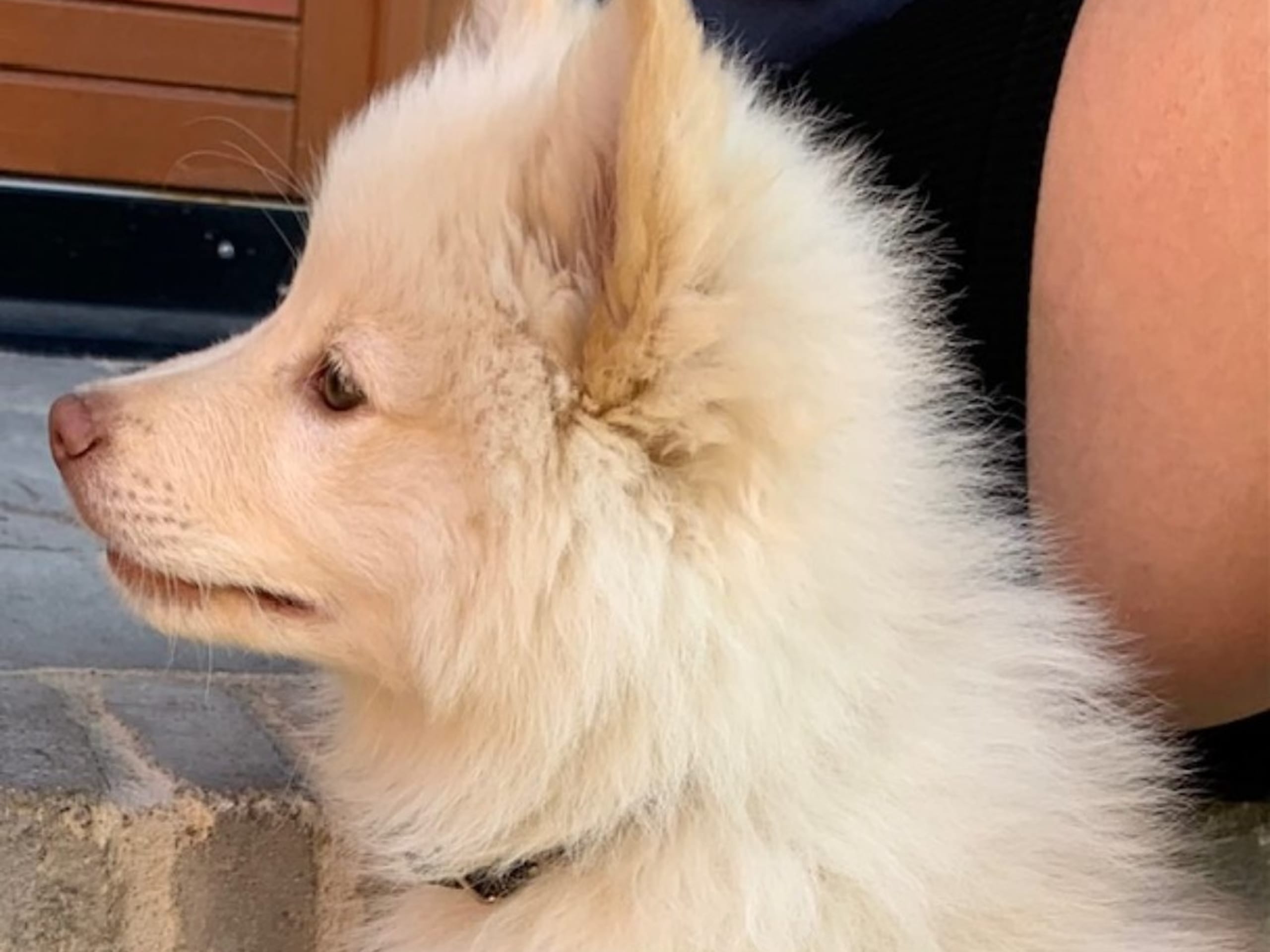 Finnish Lapphund · Veberöd · Lejoncrona