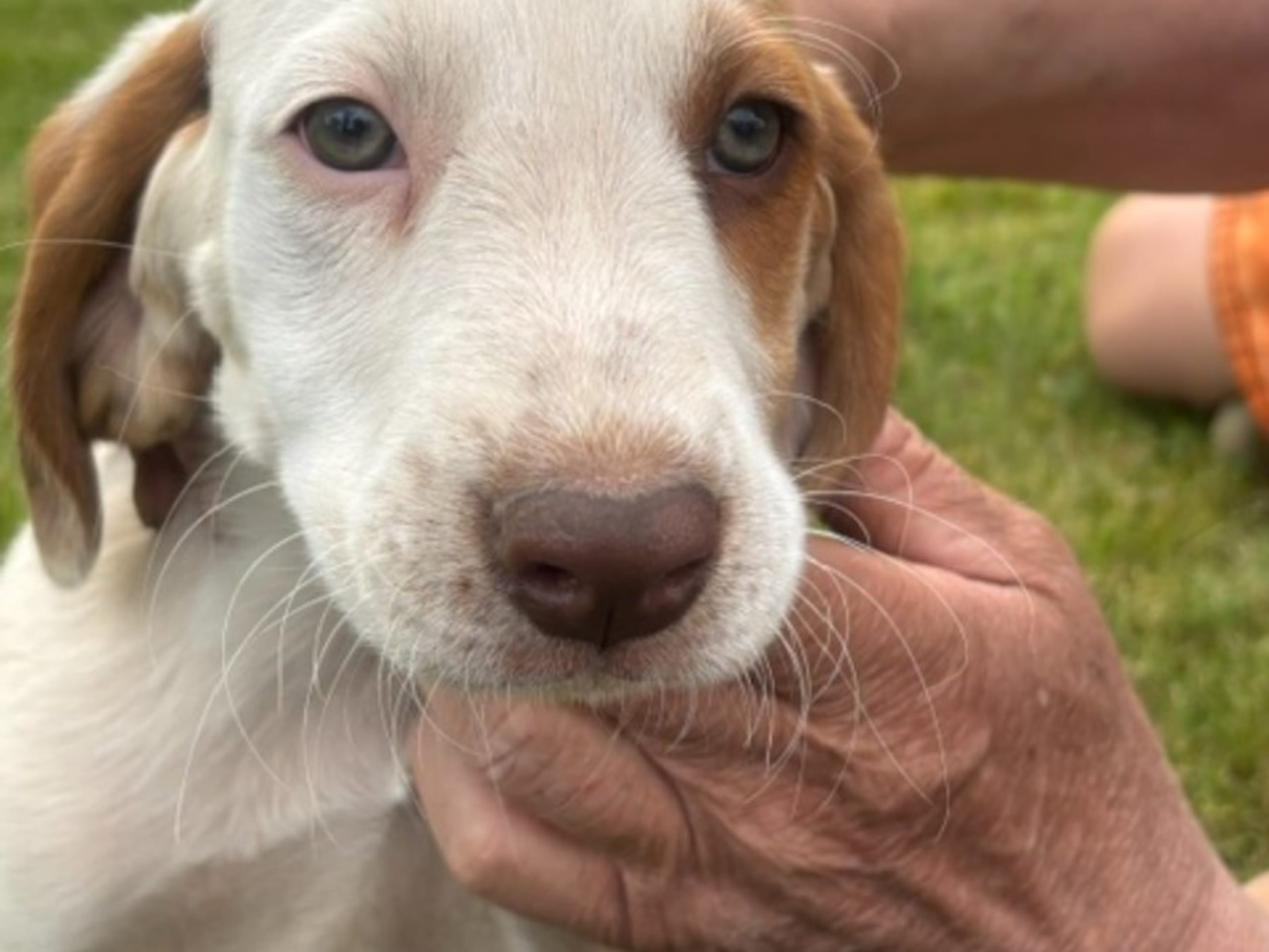 American Foxhound · Boxholm · Boxholmsjägarens