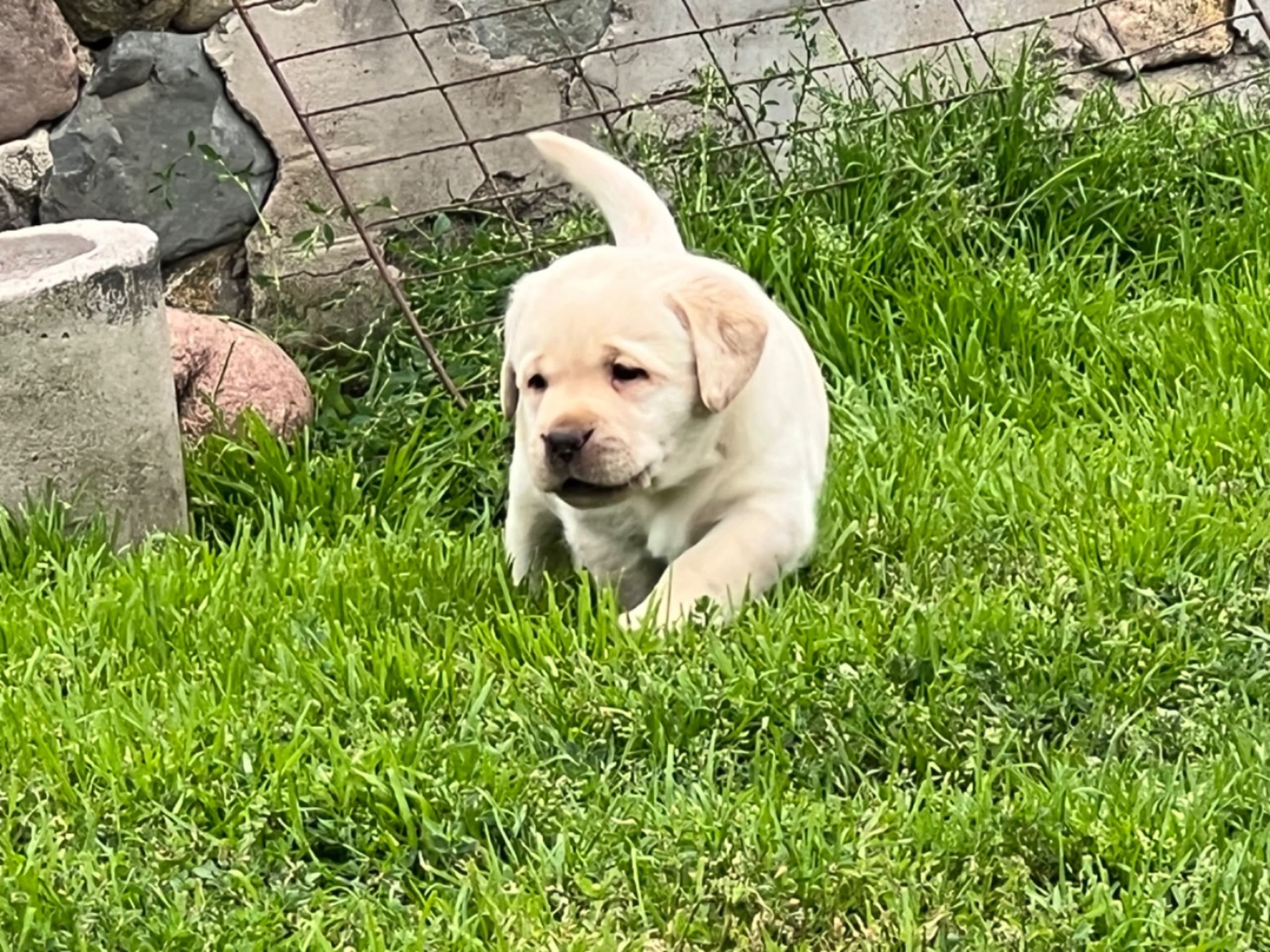 Labrador retriever · Idkerberget · Sincher's