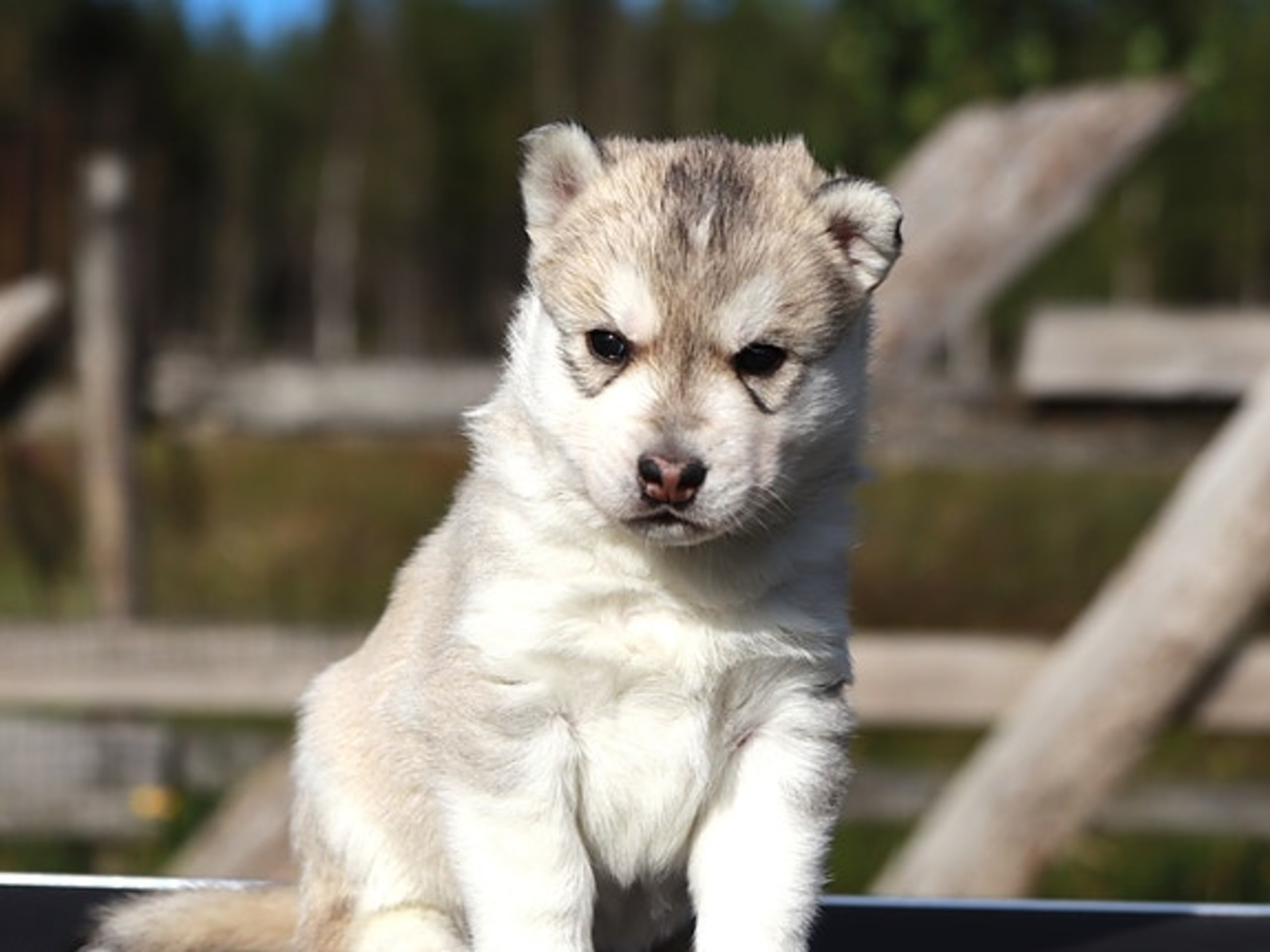 Siberian husky · Sørskogbygda · Joanna Krystyna Ratajczak