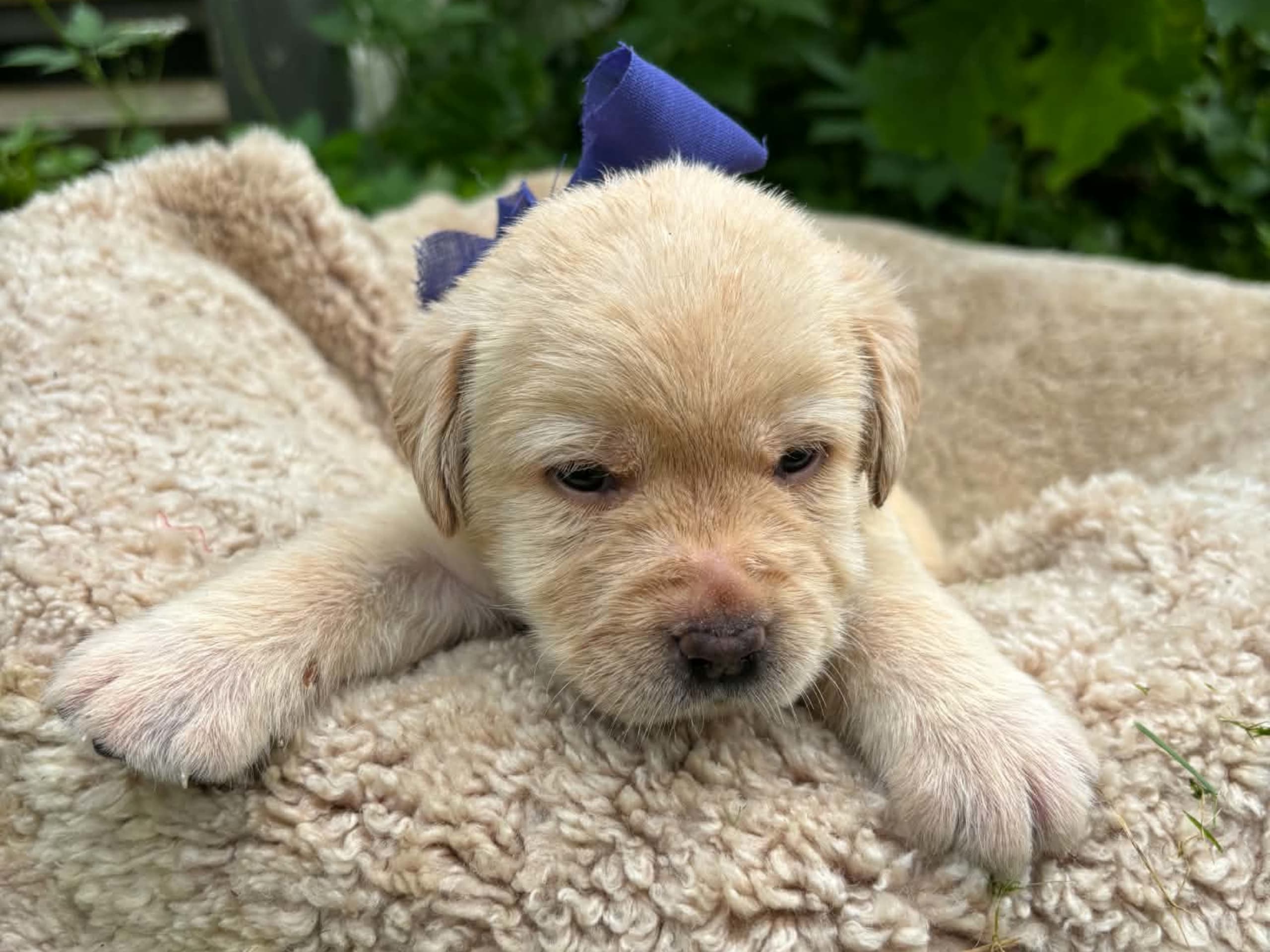 Labrador retriever · Svorkmo · Lyonette