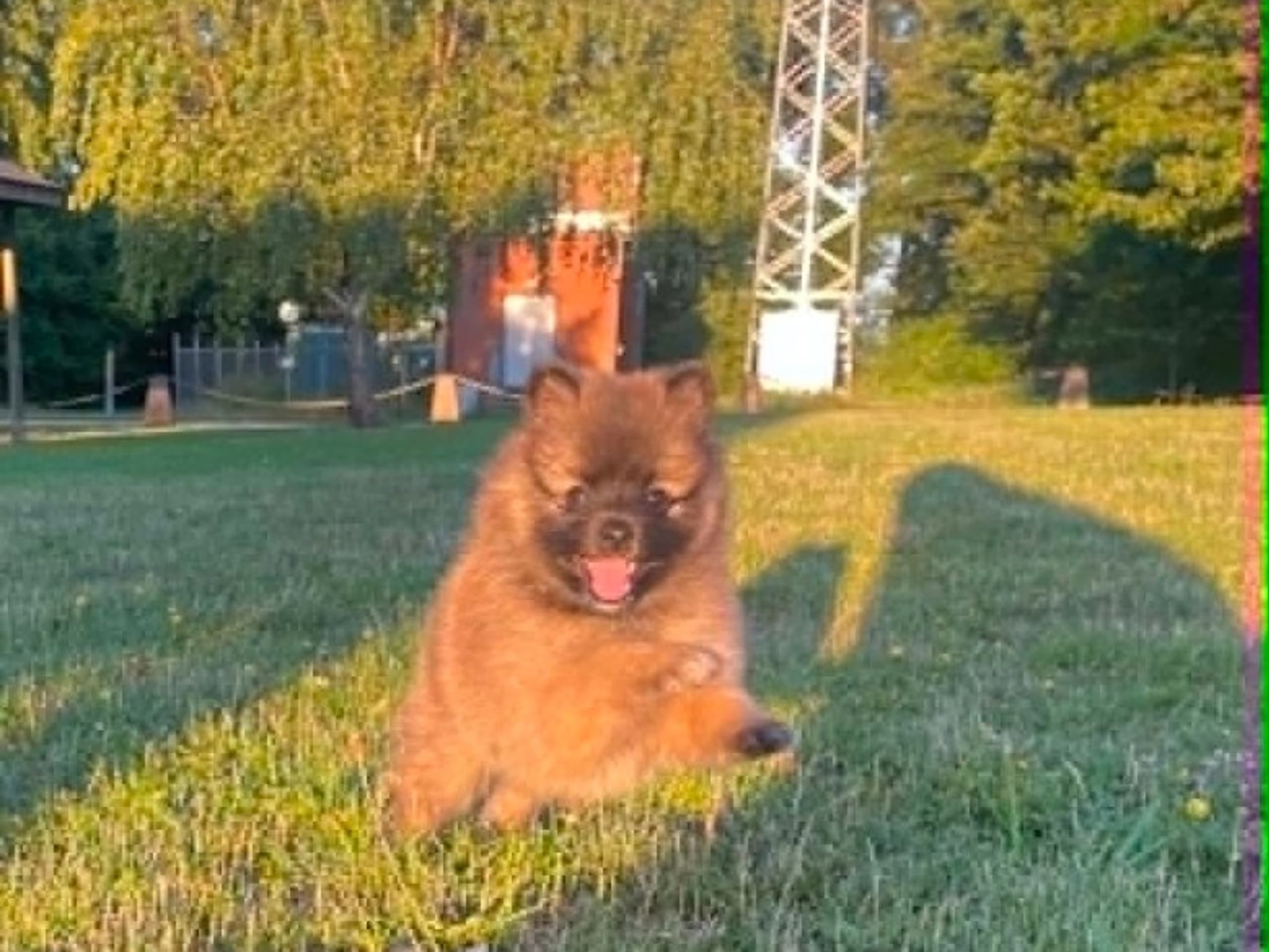 German Spitz – Mittelspitz · Harlösa · Team Draco's