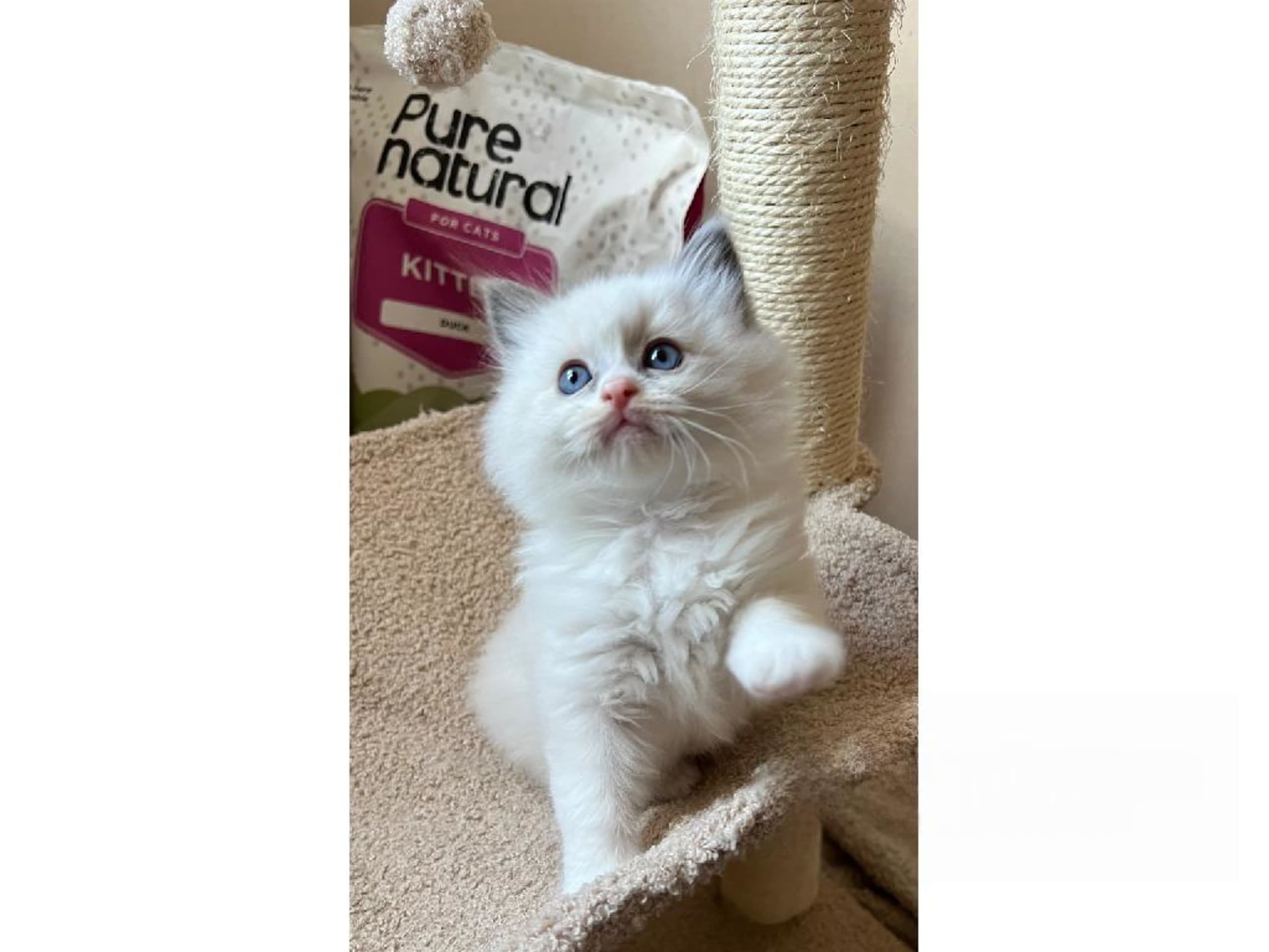 SE*Sapphire Blue Eyes