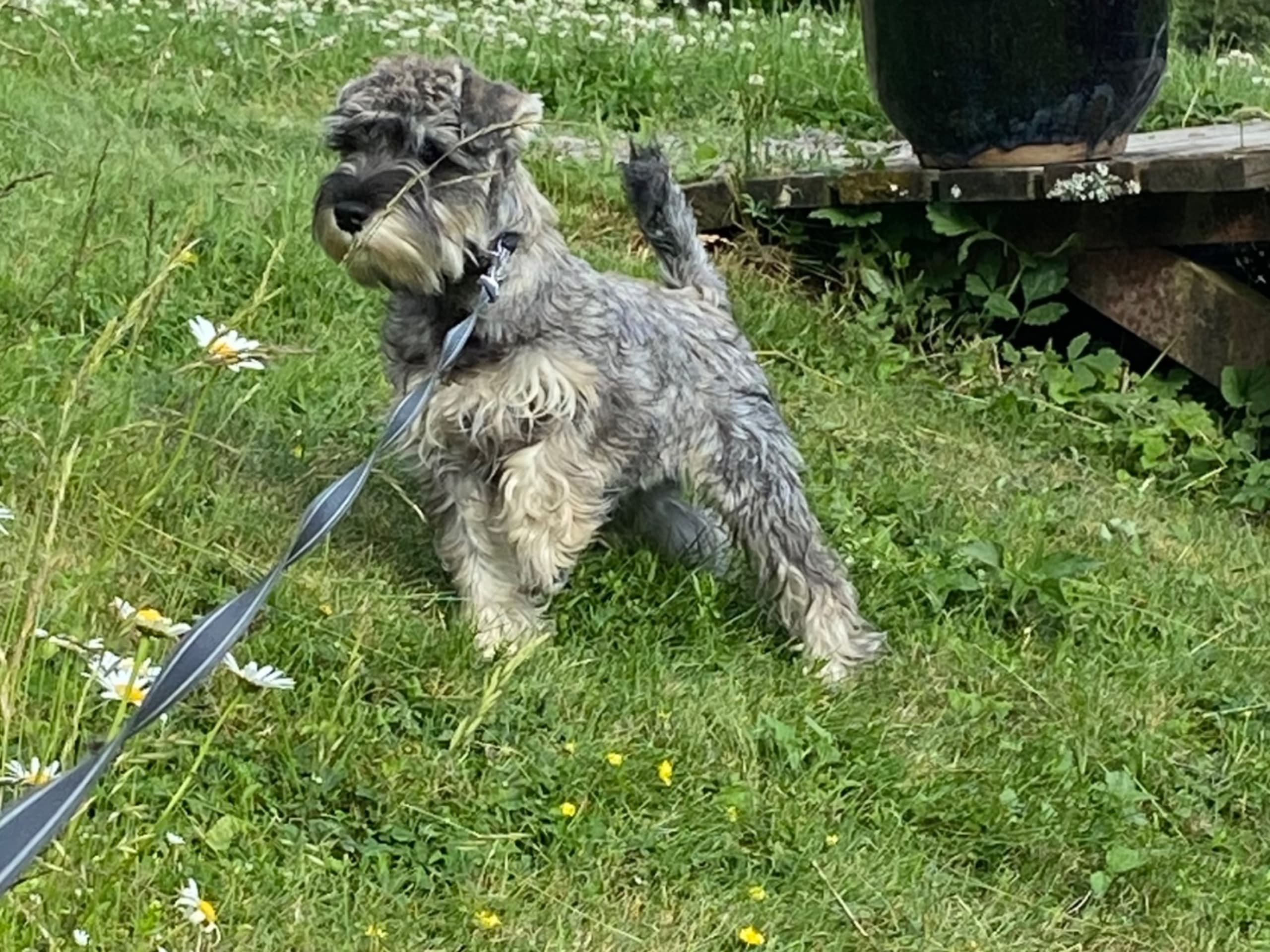 Miniature Schnauzer · Uppsala · Anhemas