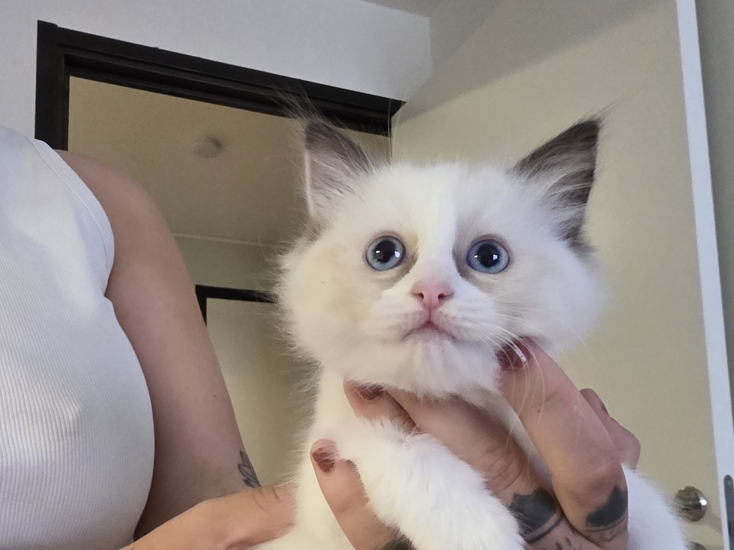 Ragdoll · Norrköping · Benjamin I.