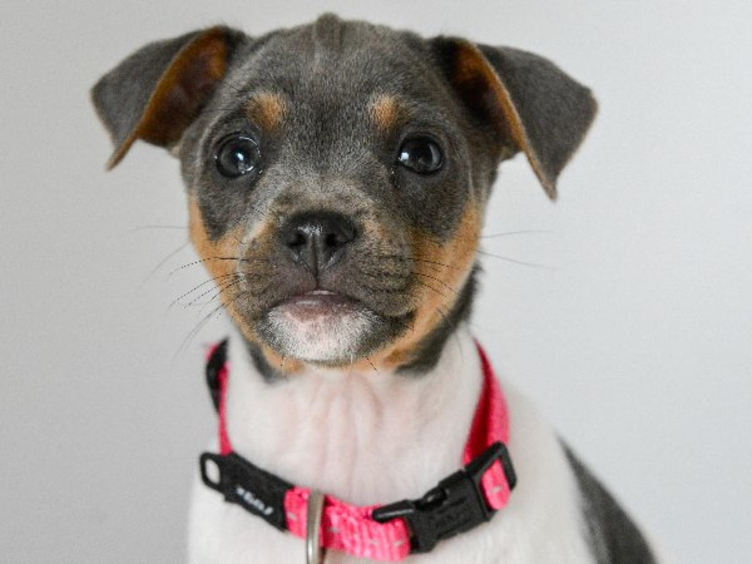 Terrier brasileiro · Åkersberga · Itanema