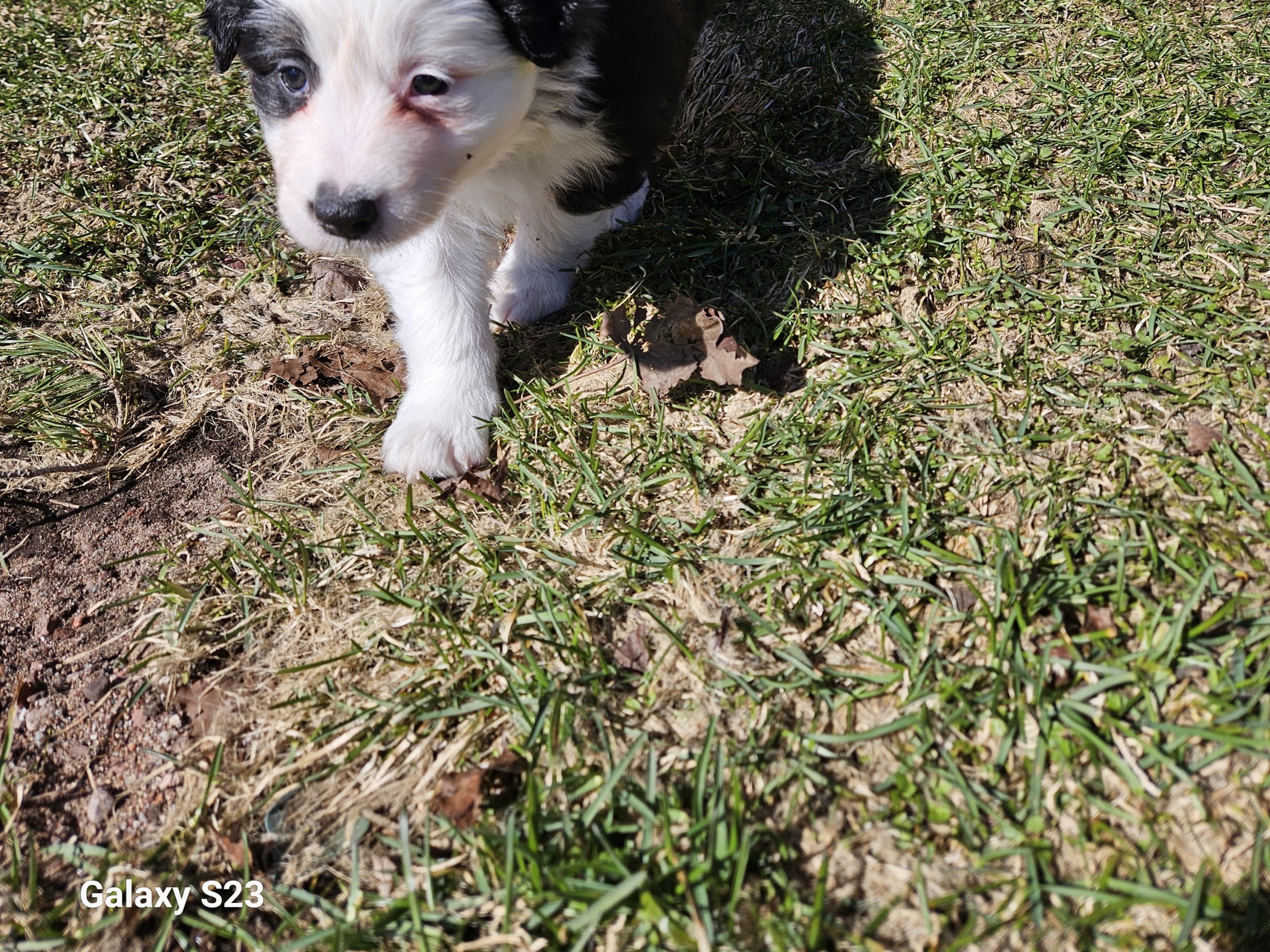 Australien shepherd/border collie · Rättvik · Gunilla G.
