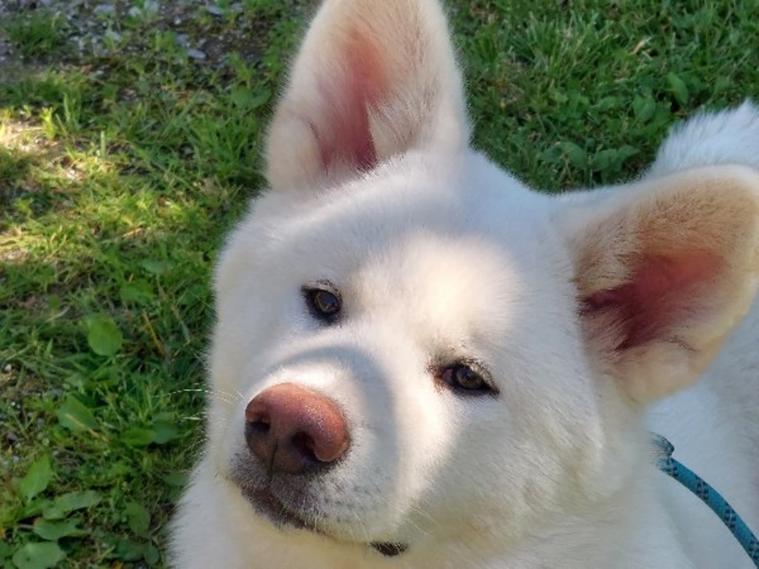 Akita · Dorotea · Krayon's kennel