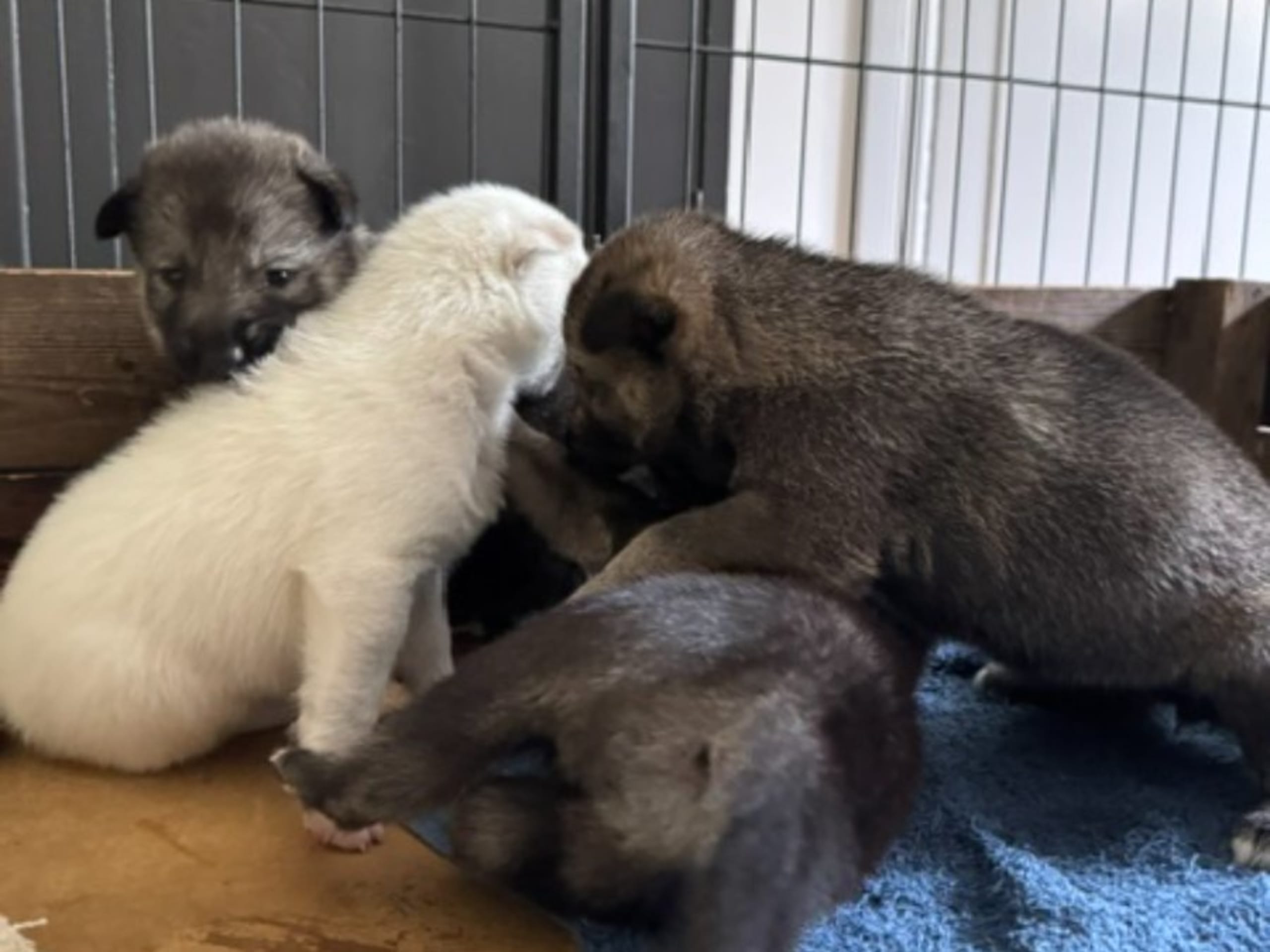 Siberian Husky · Sågmyra · Måsek's