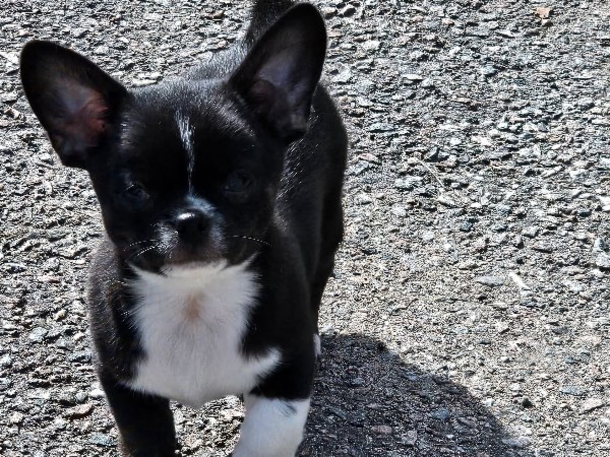 Chihuahua · Tärnsjö · Grankullaviks